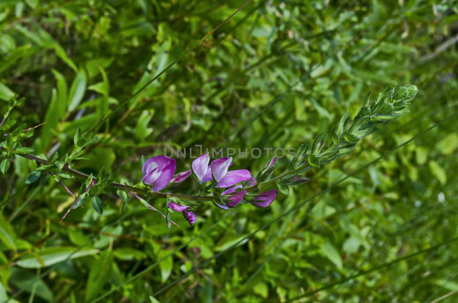 Blossom of wild pea pink  or Lathyrus tuberosus in the field, Jeleznitsa, Vitosha mountain, Bulgaria