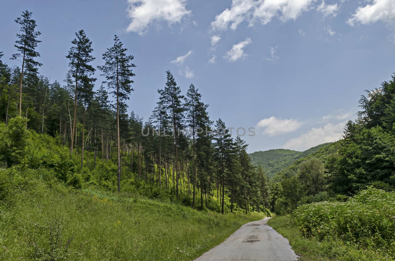 Summer sunlit coniferous forest with road, bushes and deciduous trees, Vitosha mountain, Bulgaria