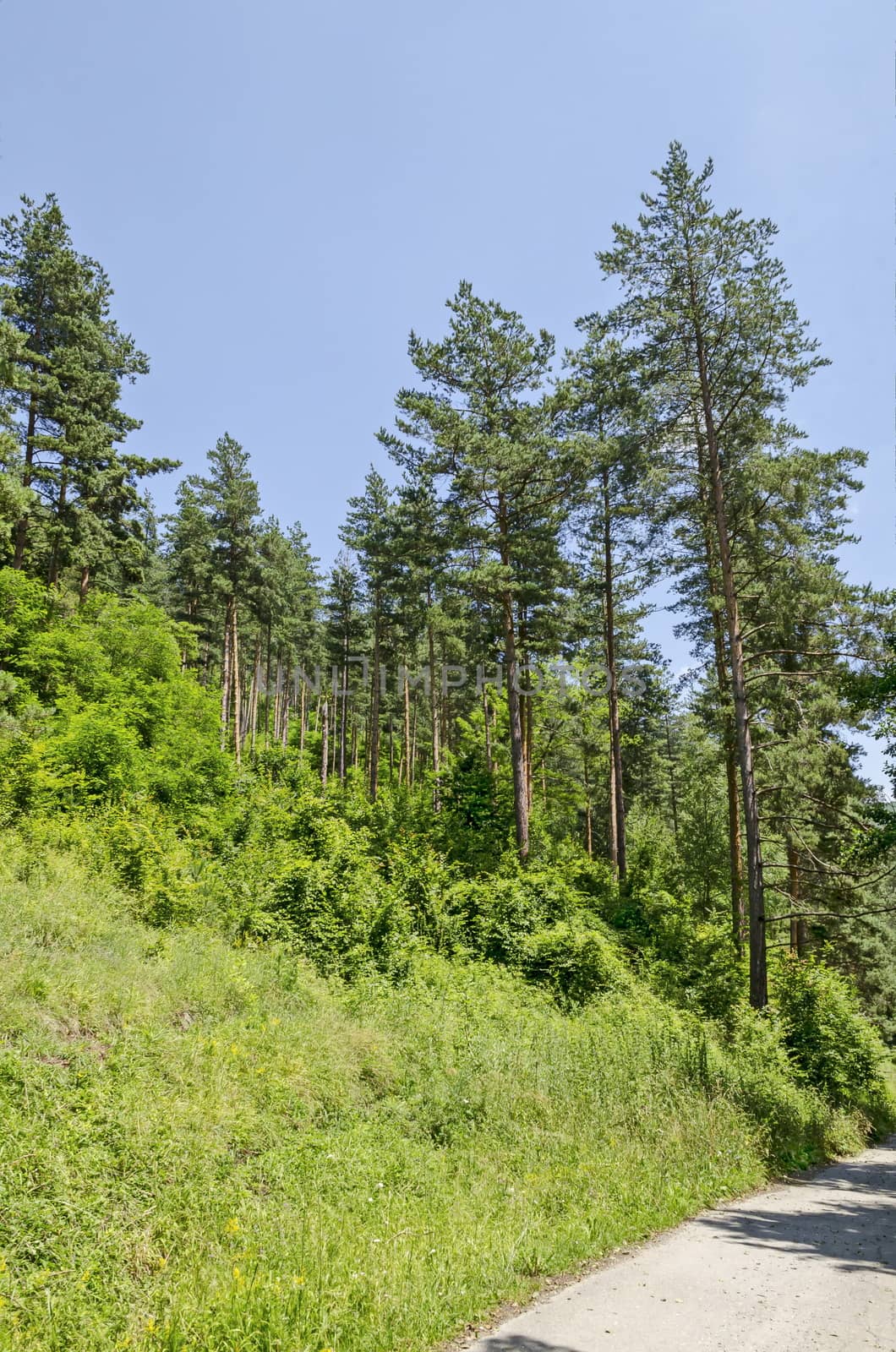 Summer sunlit coniferous forest with road, bushes and deciduous trees, Vitosha mountain, Bulgaria