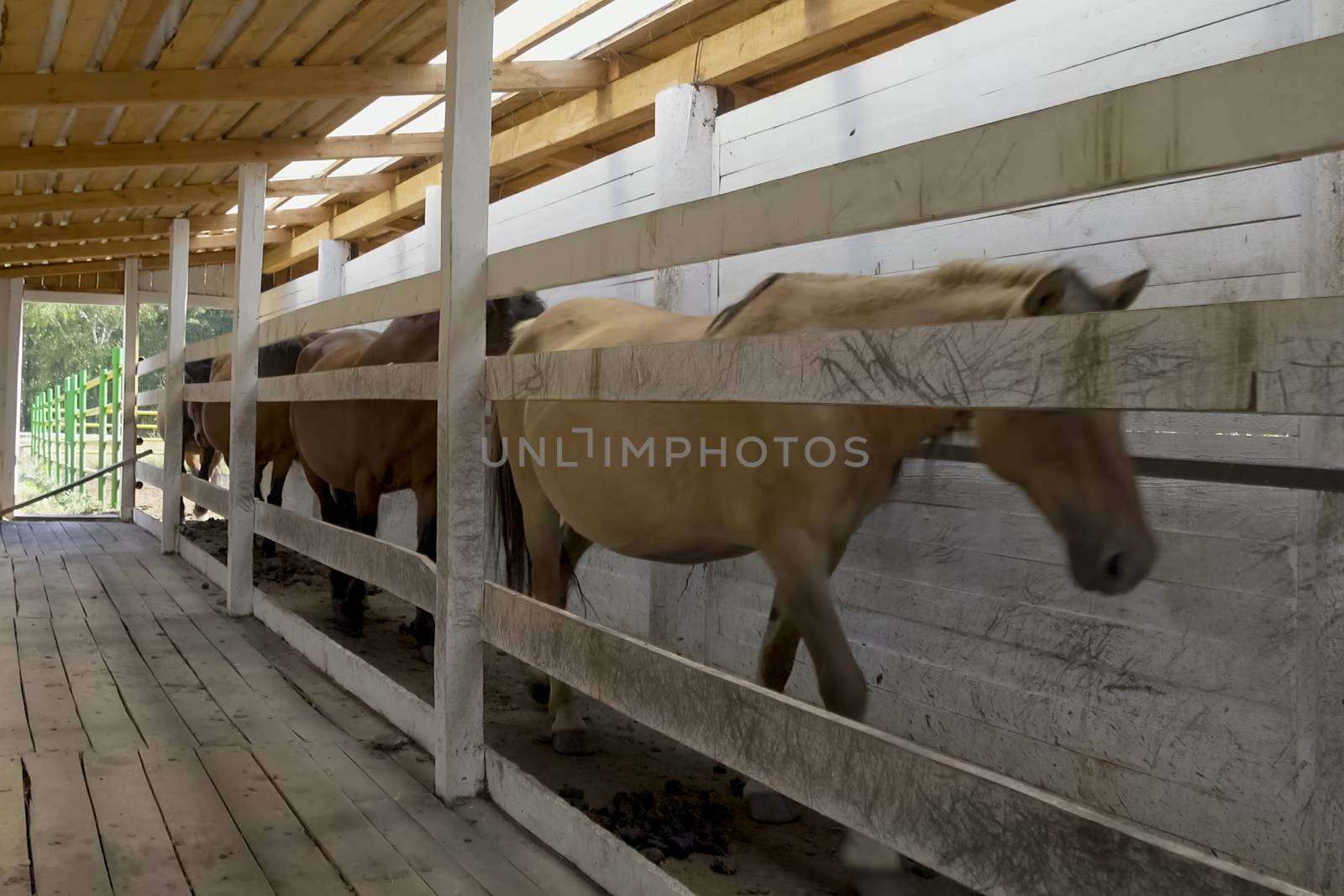 The horses are in the pen. Horses in a fenced space by nyrok