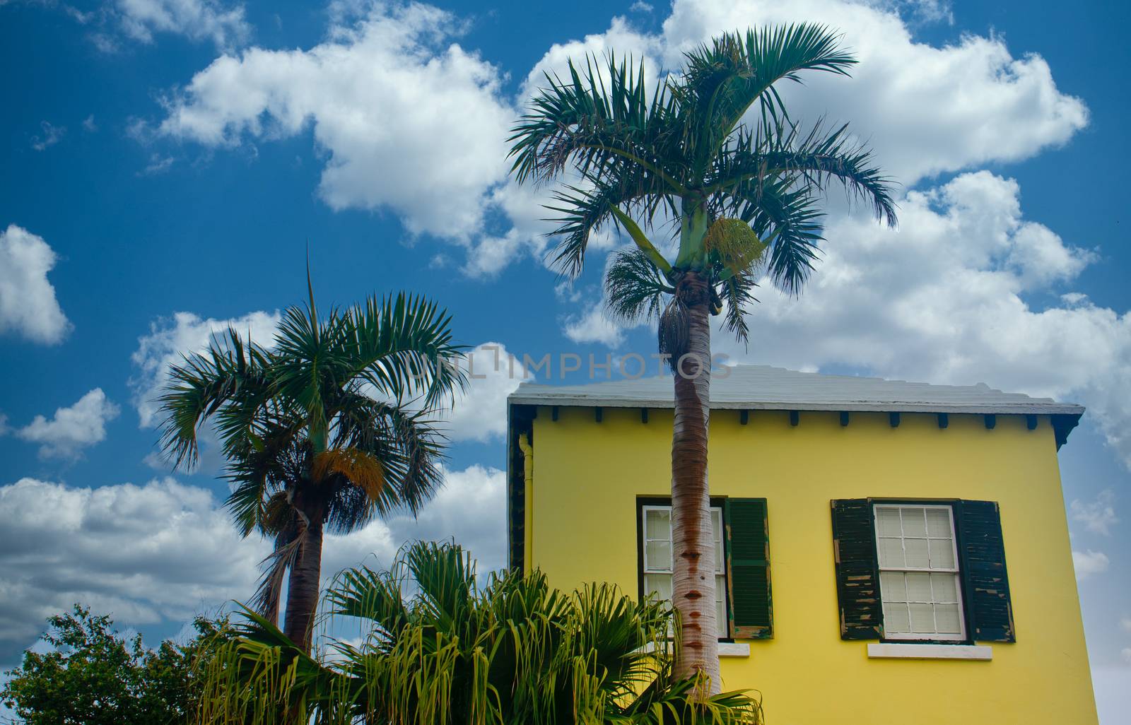 Yellow and Green Home Under Palm Tree by dbvirago