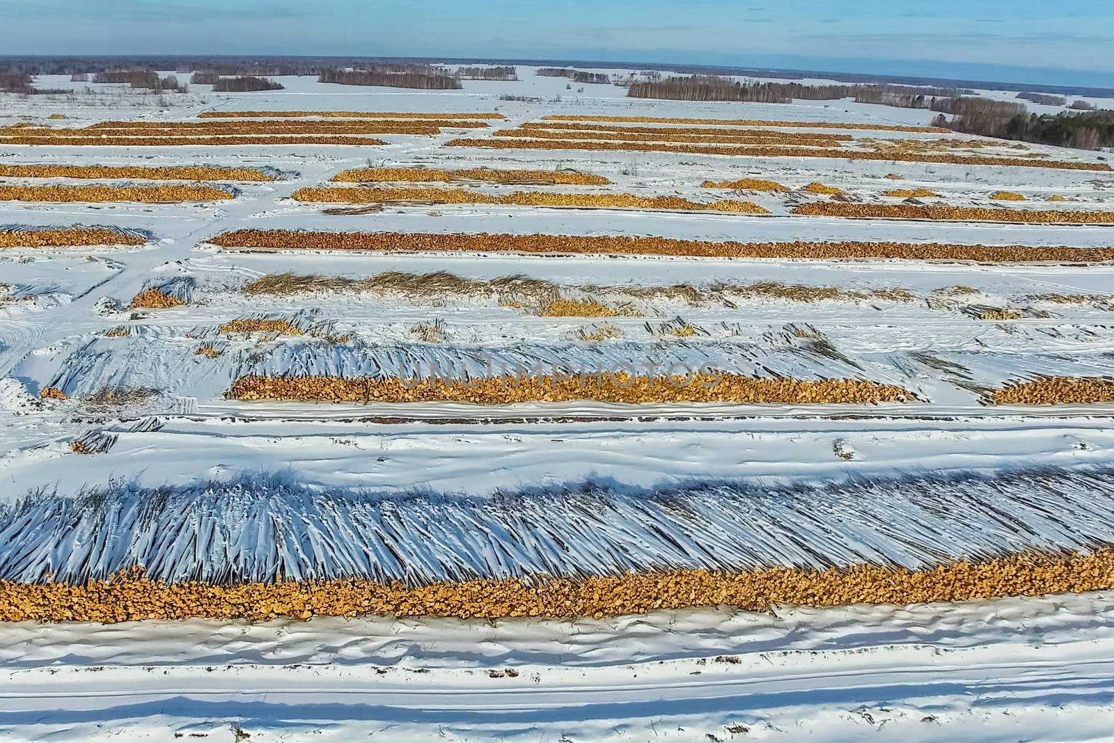 The felled trees lie under the open sky. Deforestation in Russia. Destruction of forests in Siberia. Harvesting of wood.