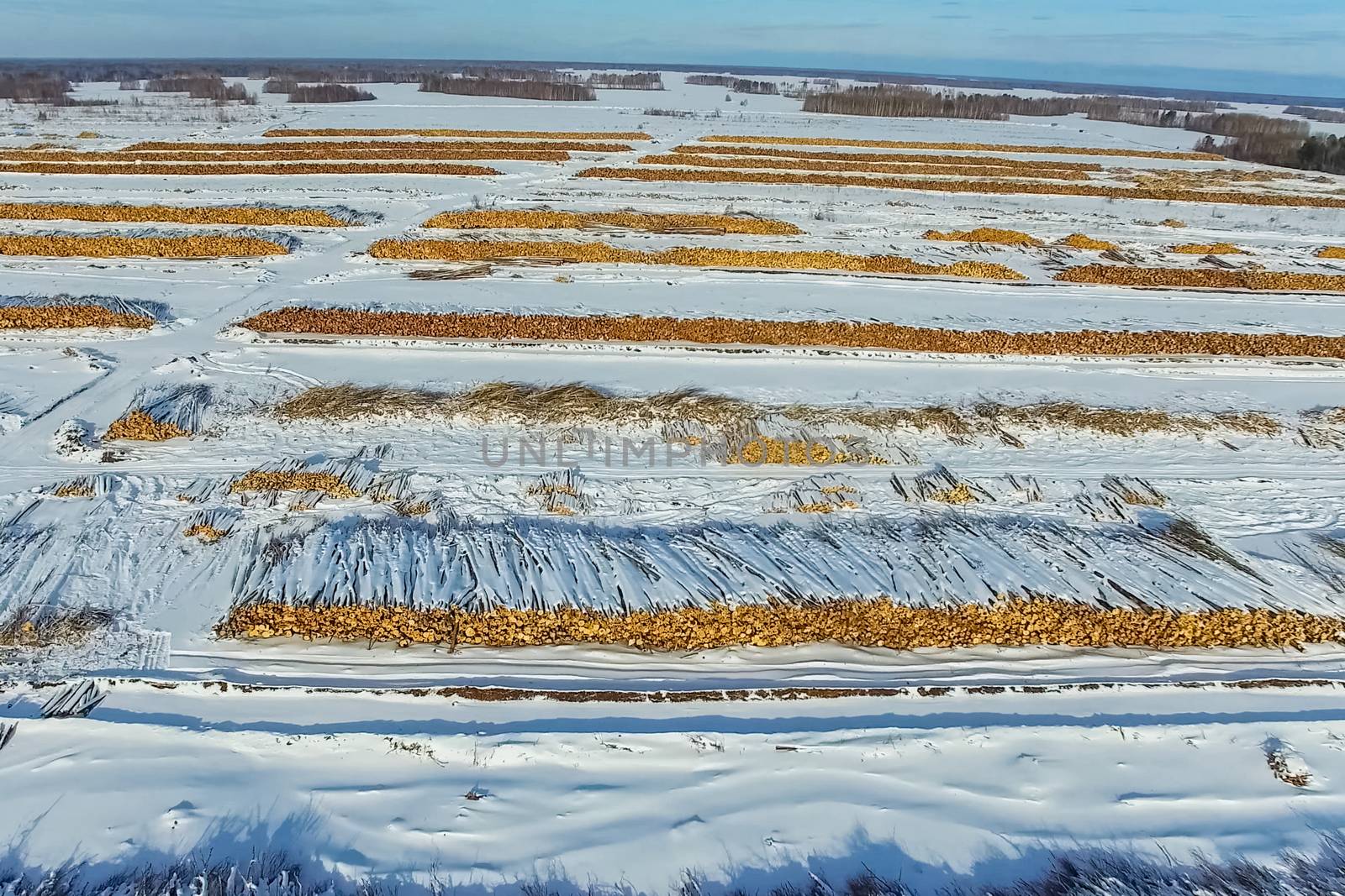 The felled trees lie under the open sky. Deforestation in Russia. Destruction of forests in Siberia. Harvesting of wood.