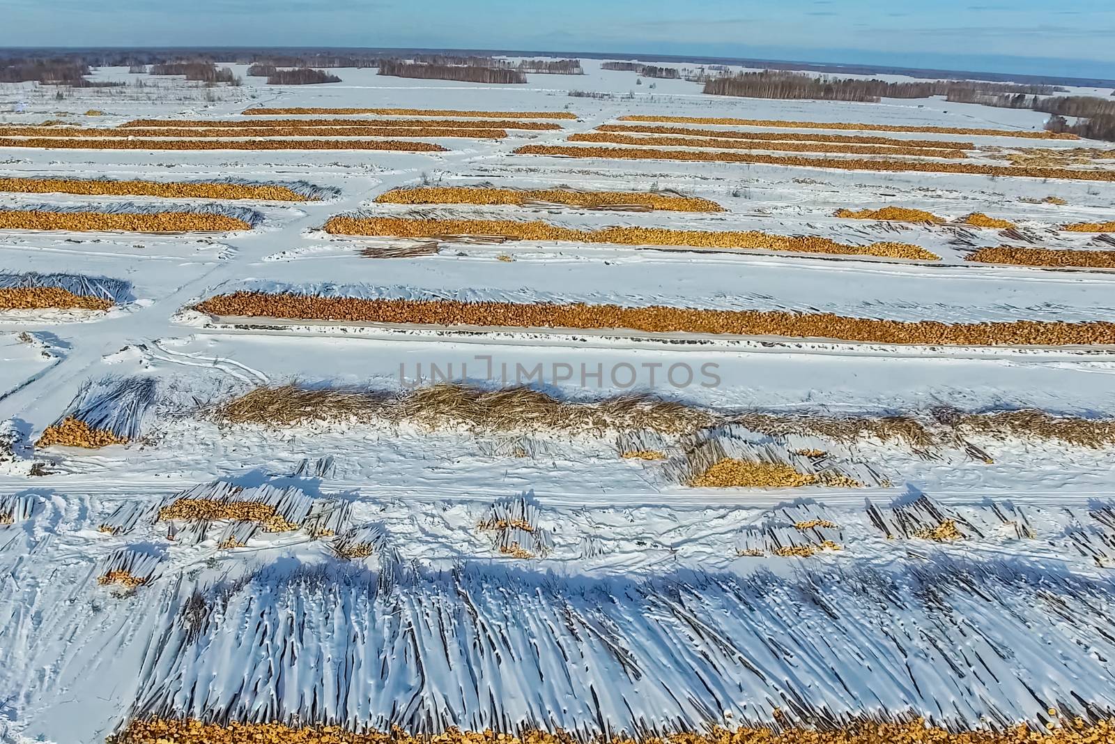 The felled trees lie under the open sky. Deforestation in Russia. Destruction of forests in Siberia. Harvesting of wood.