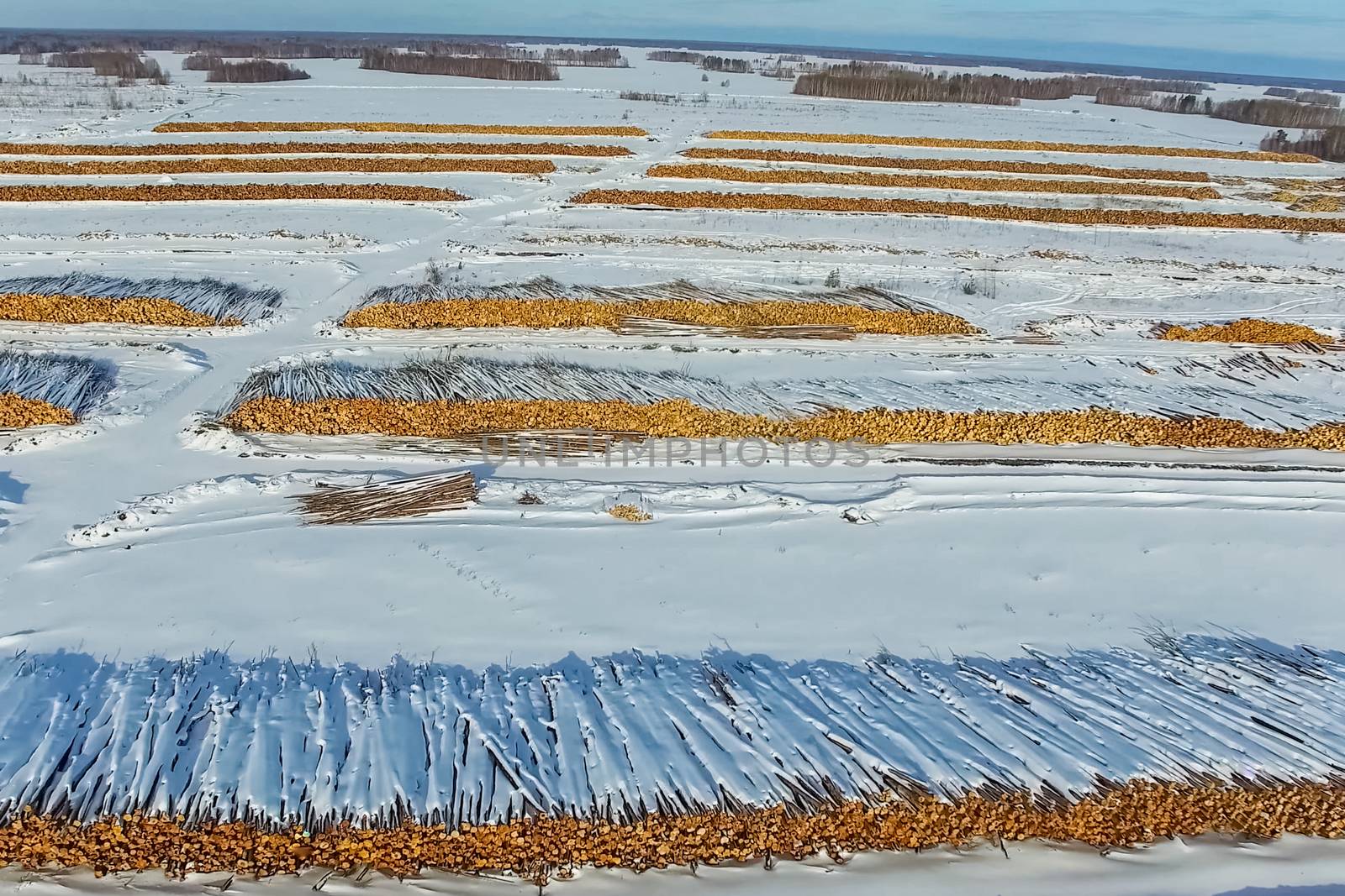 The felled trees lie under the open sky. Deforestation in Russia. Destruction of forests in Siberia. Harvesting of wood.