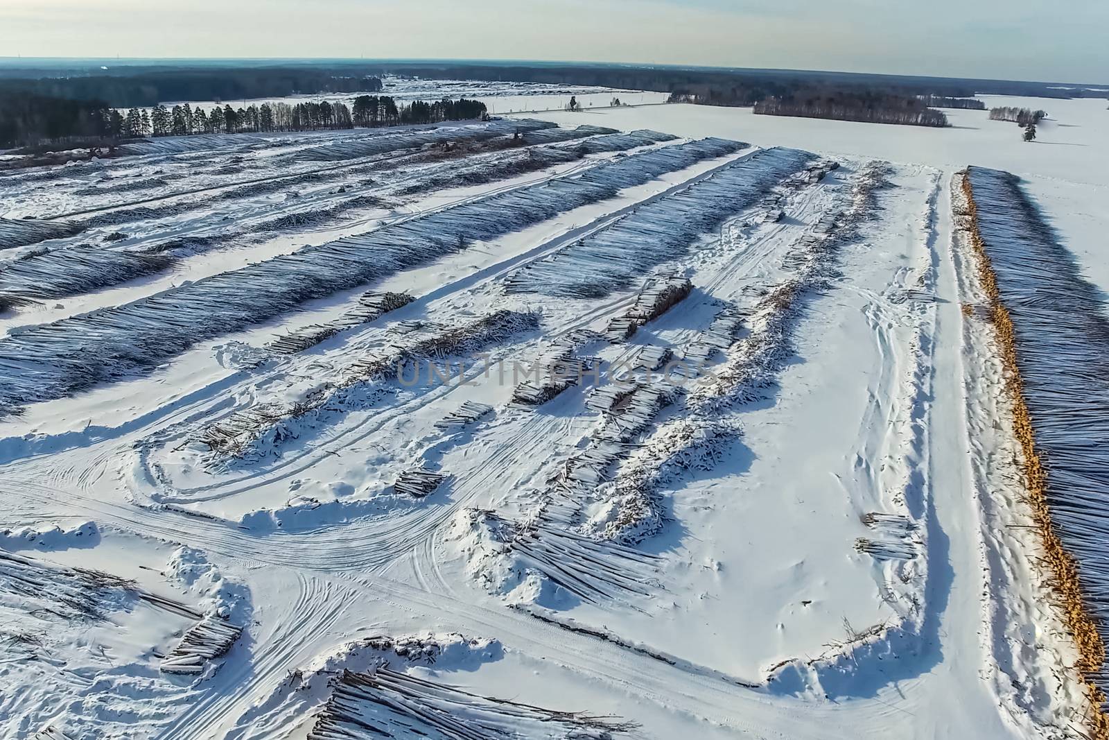 The felled trees lie under the open sky. Deforestation in Russia. Destruction of forests in Siberia. Harvesting of wood.