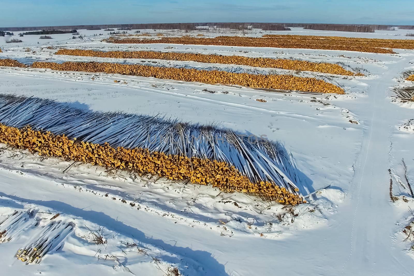 The felled trees lie under the open sky. Deforestation in Russia. Destruction of forests in Siberia. Harvesting of wood.