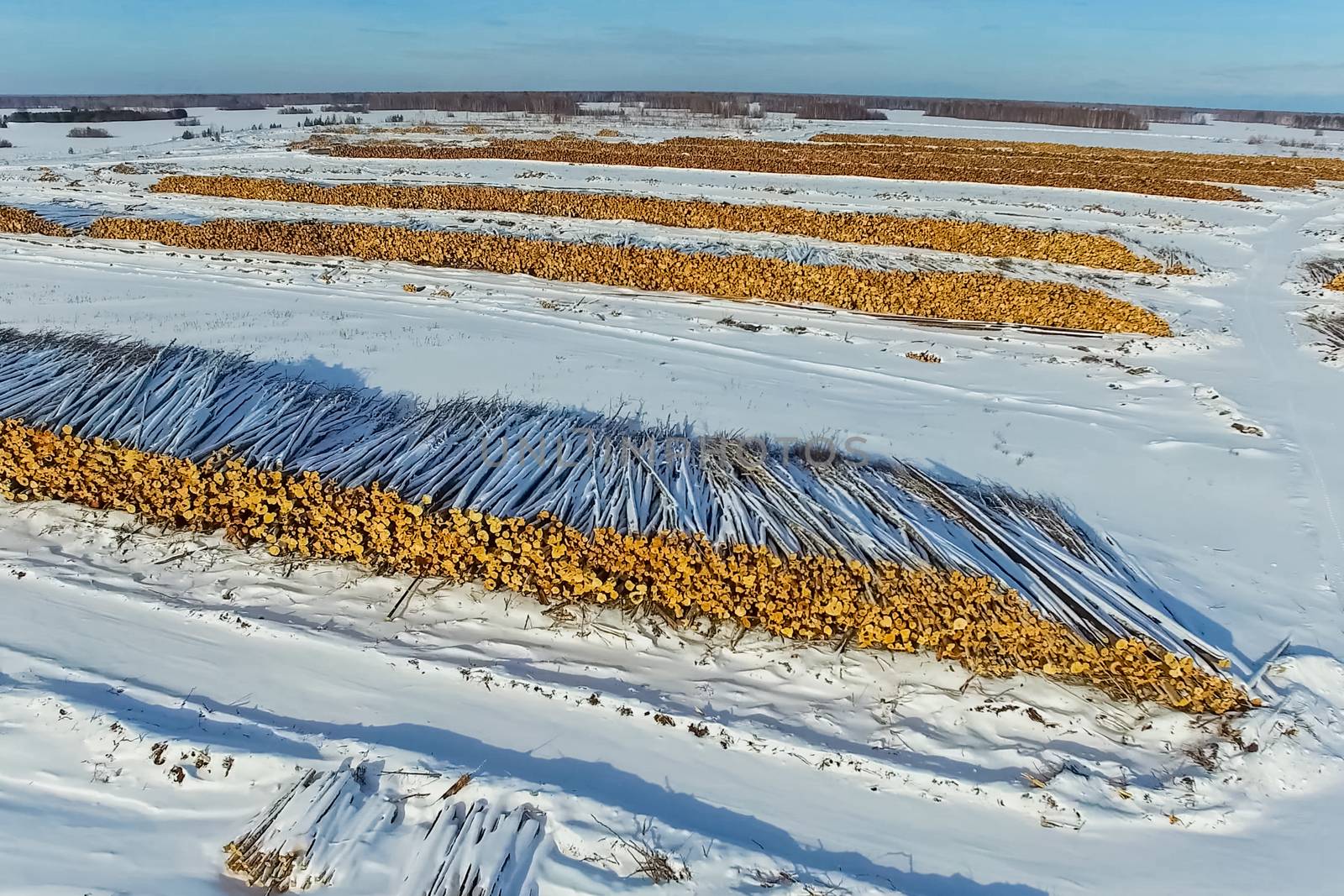 The felled trees lie under the open sky. Deforestation in Russia. Destruction of forests in Siberia. Harvesting of wood.