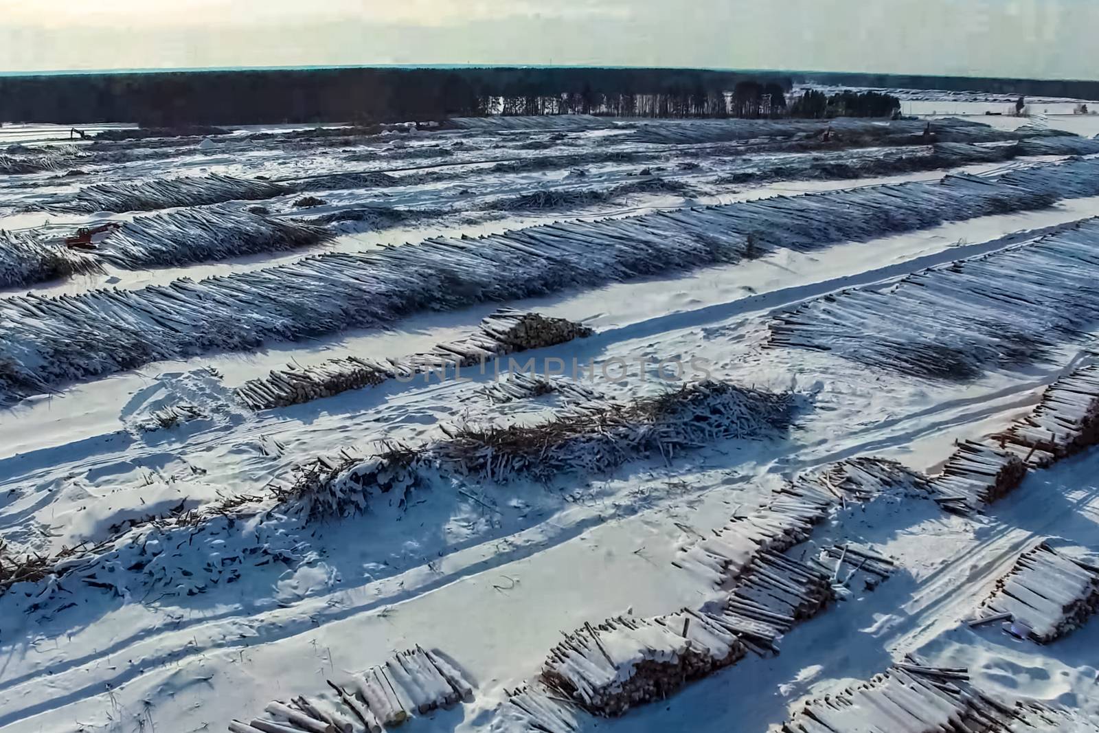 The felled trees lie under the open sky. Deforestation in Russia by nyrok