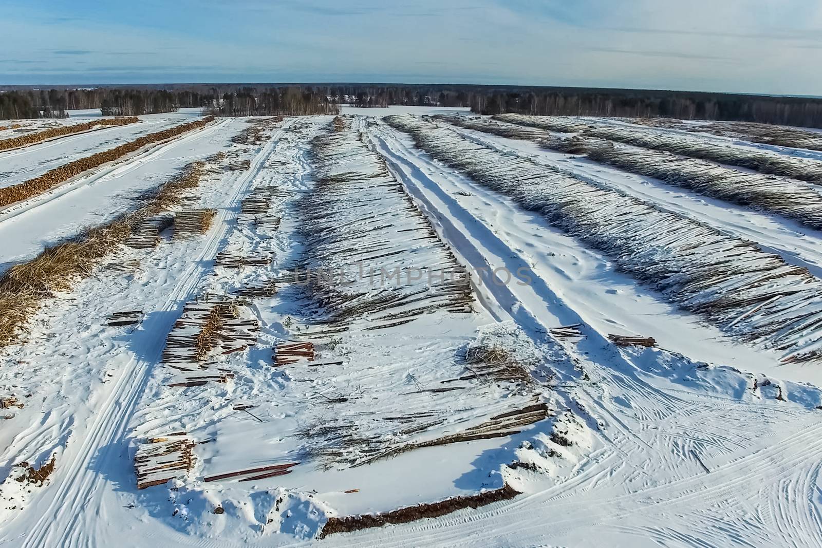 The felled trees lie under the open sky. Deforestation in Russia. Destruction of forests in Siberia. Harvesting of wood.