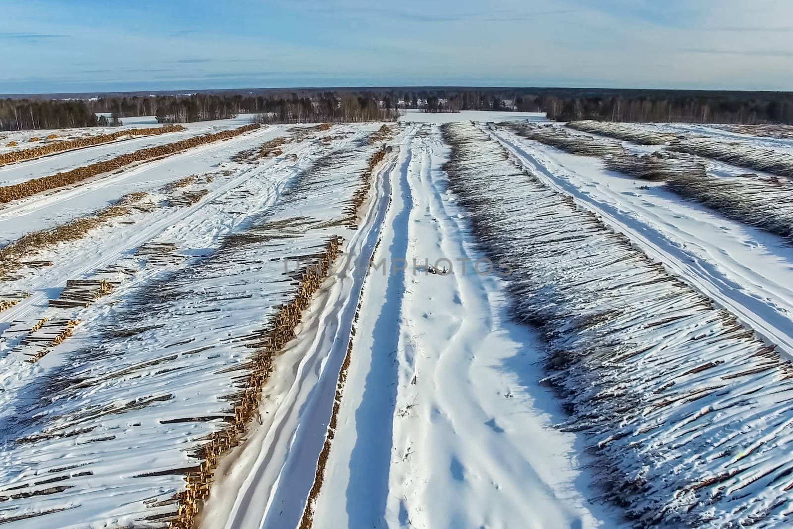 The felled trees lie under the open sky. Deforestation in Russia. Destruction of forests in Siberia. Harvesting of wood.