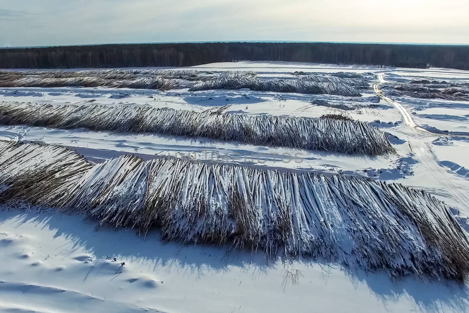 The felled trees lie under the open sky. Deforestation in Russia. Destruction of forests in Siberia. Harvesting of wood.