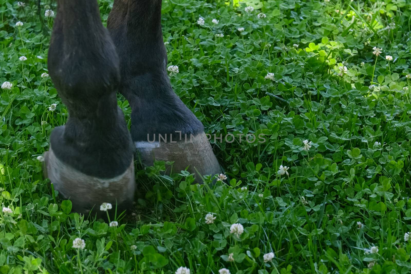 Horse hooves on the lawn. Horse grazing.