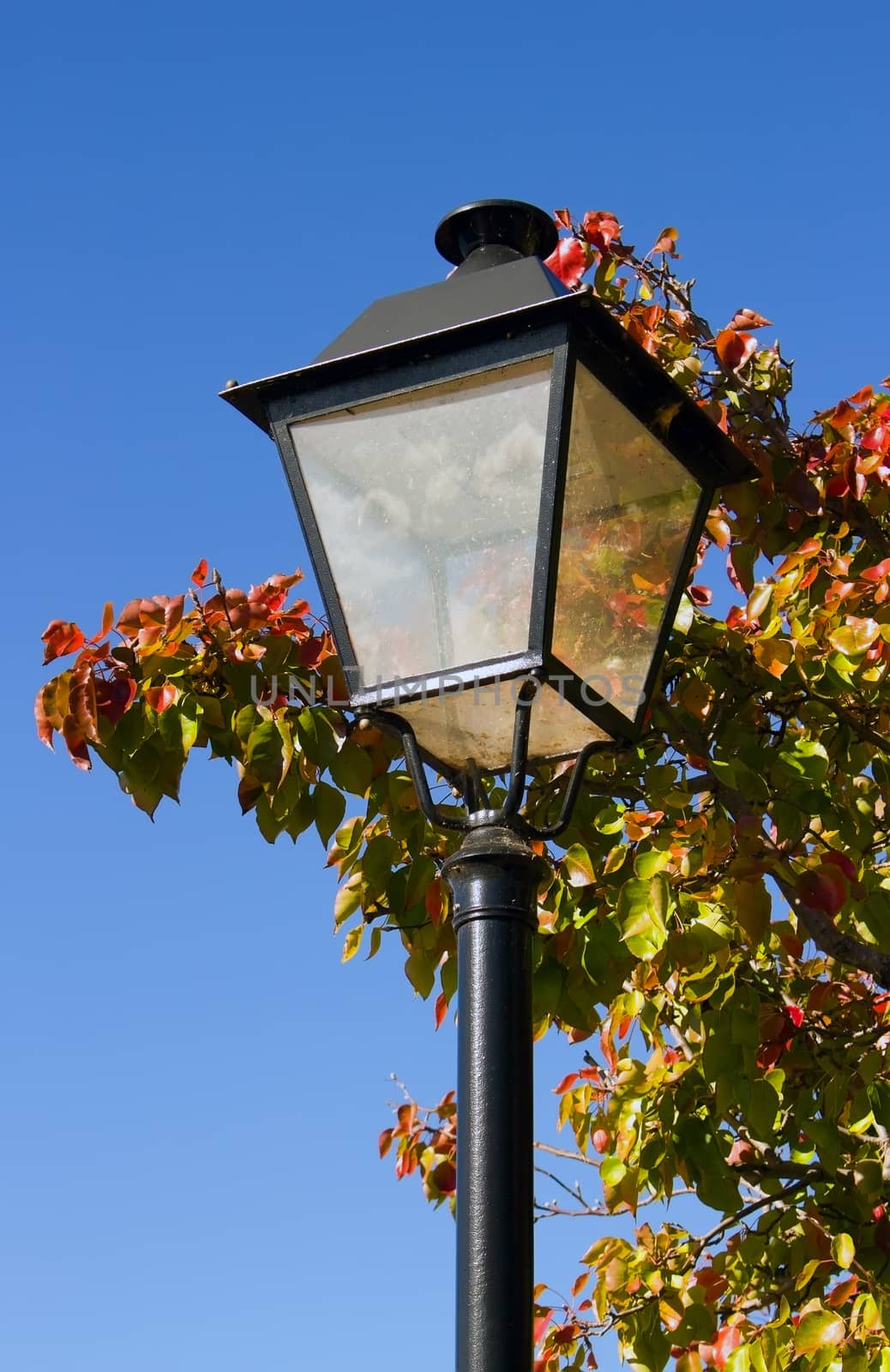 Vertical shot of ornate street light with red and green tree in background