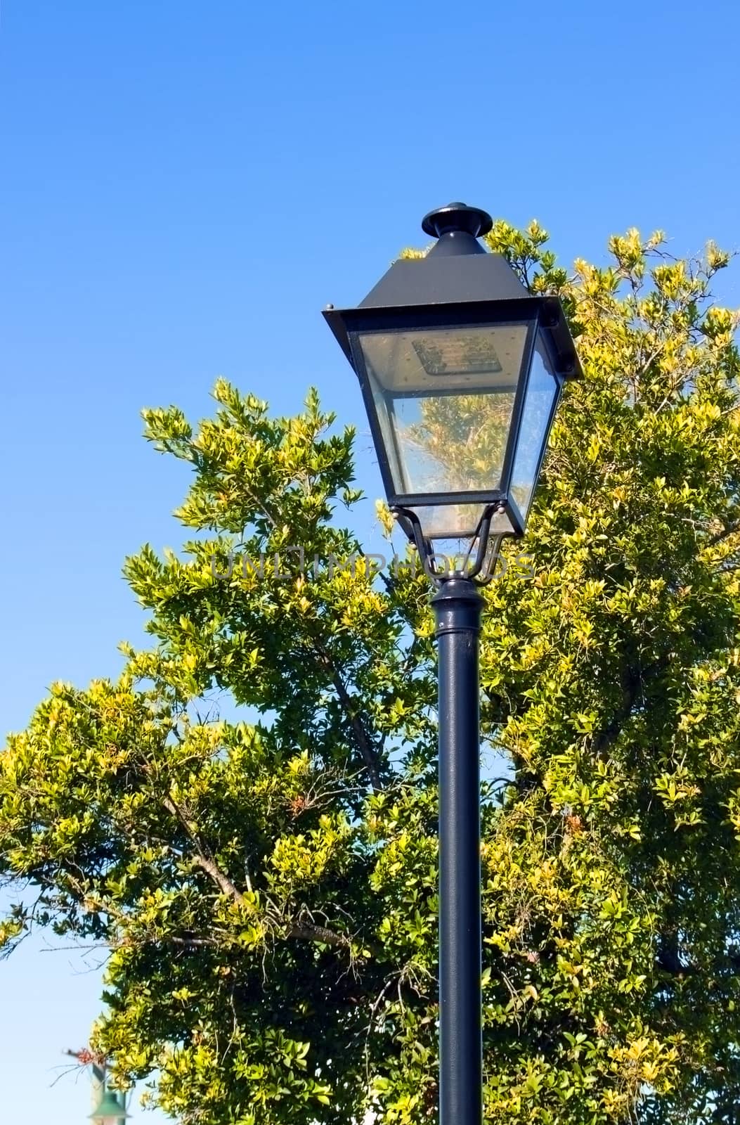 Vertical shot of street light with trees and sky background