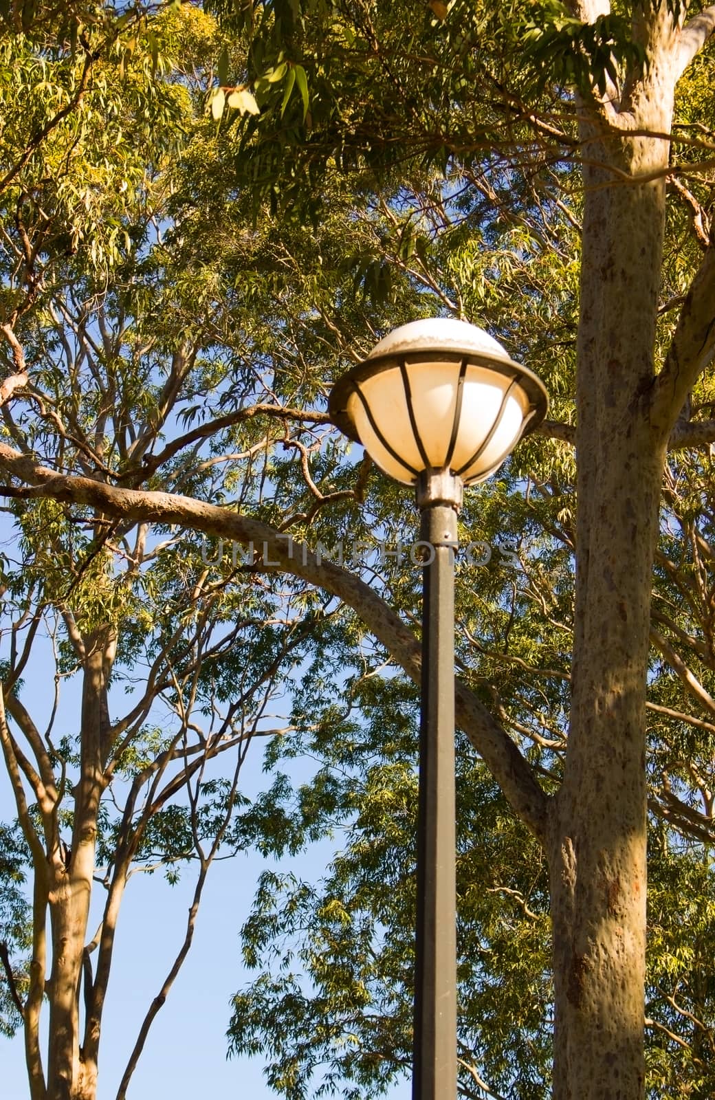 Vertical shot of ball shaped street light with trees in background