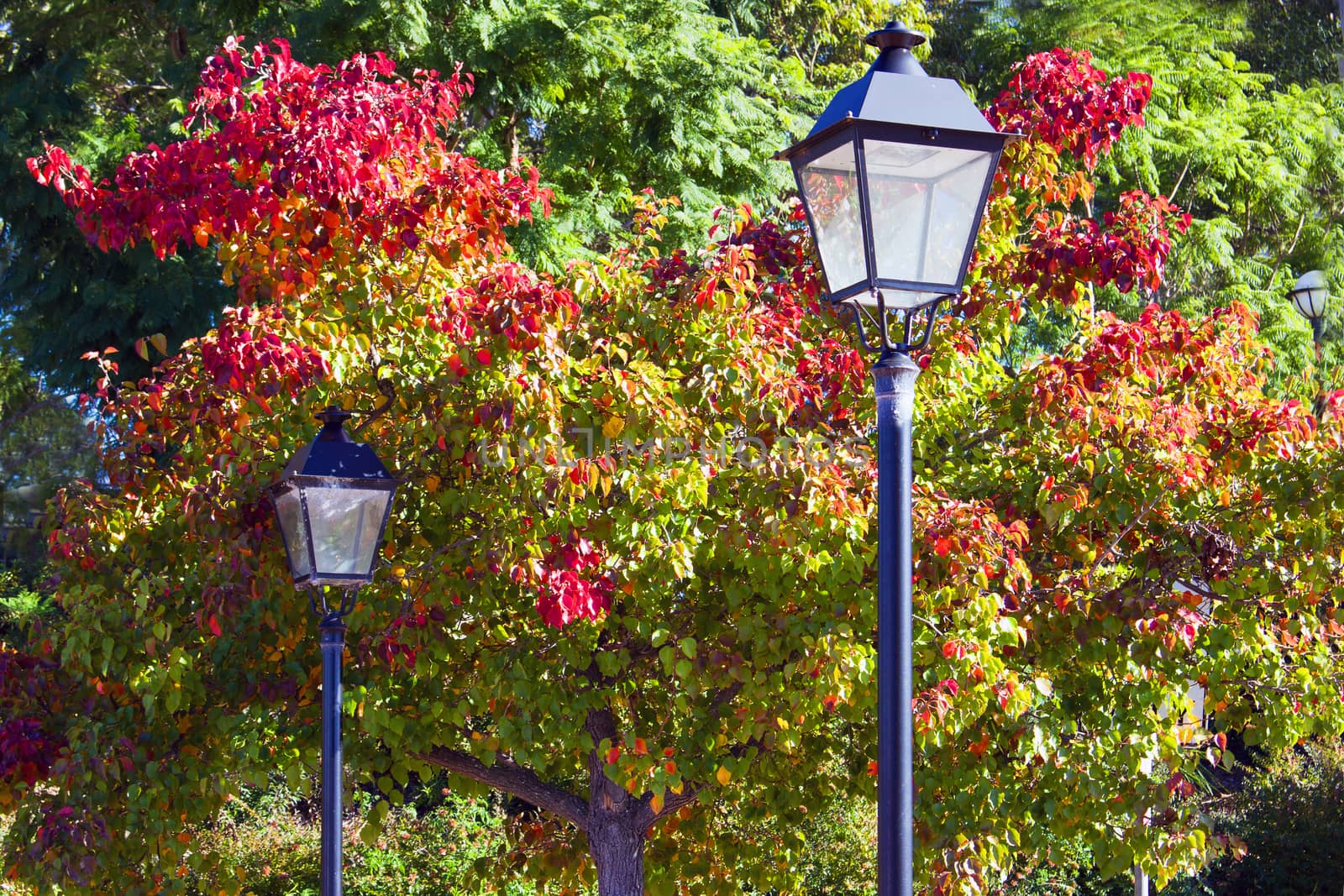 Two street lights and beautiful red and green trees by definitearts