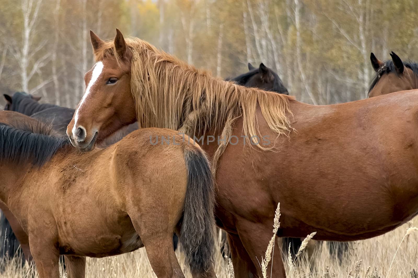 The herd of horses in autumn on pasture, grazing horses by nyrok