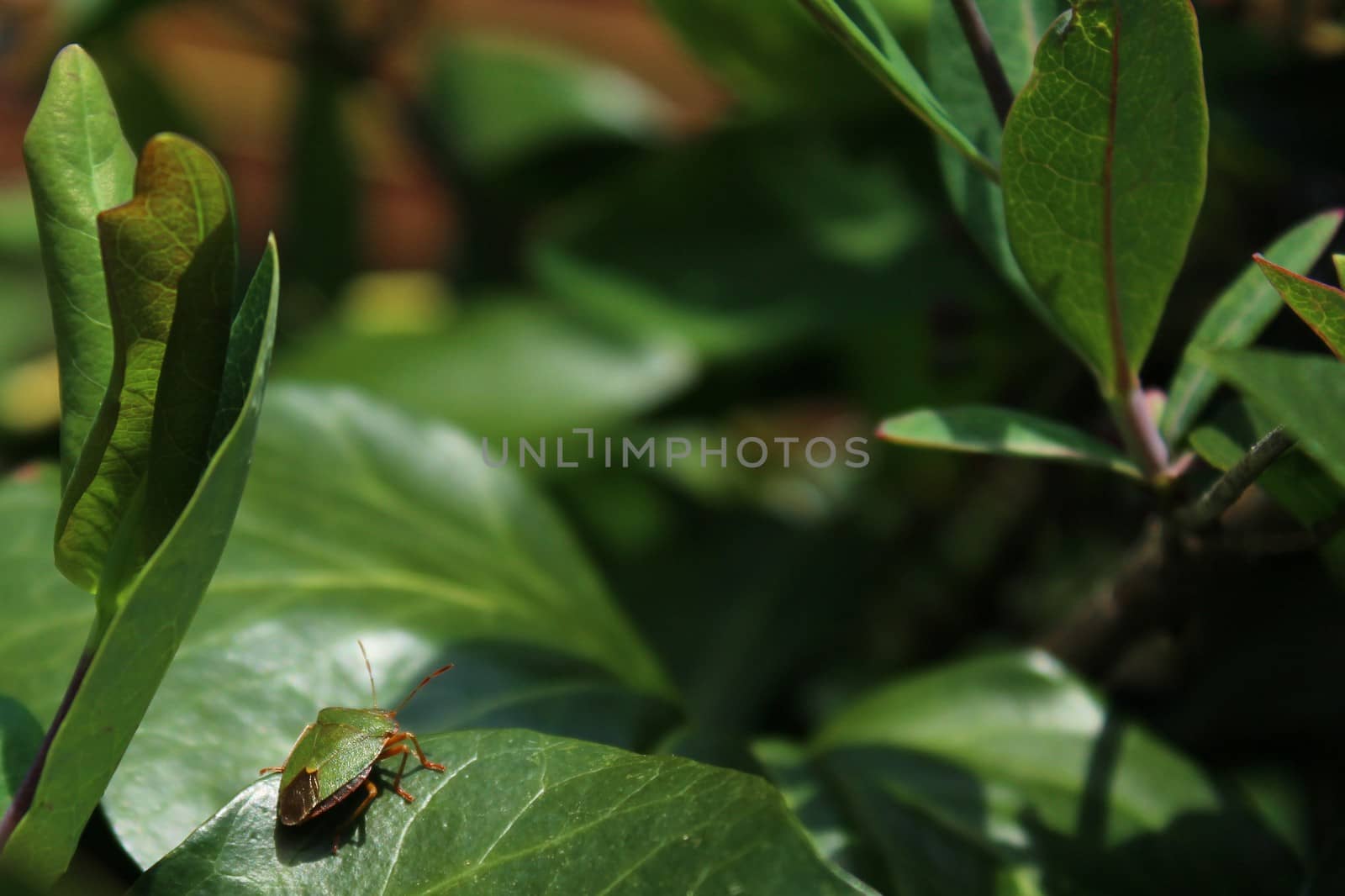 The picture shows a green bug in the garden