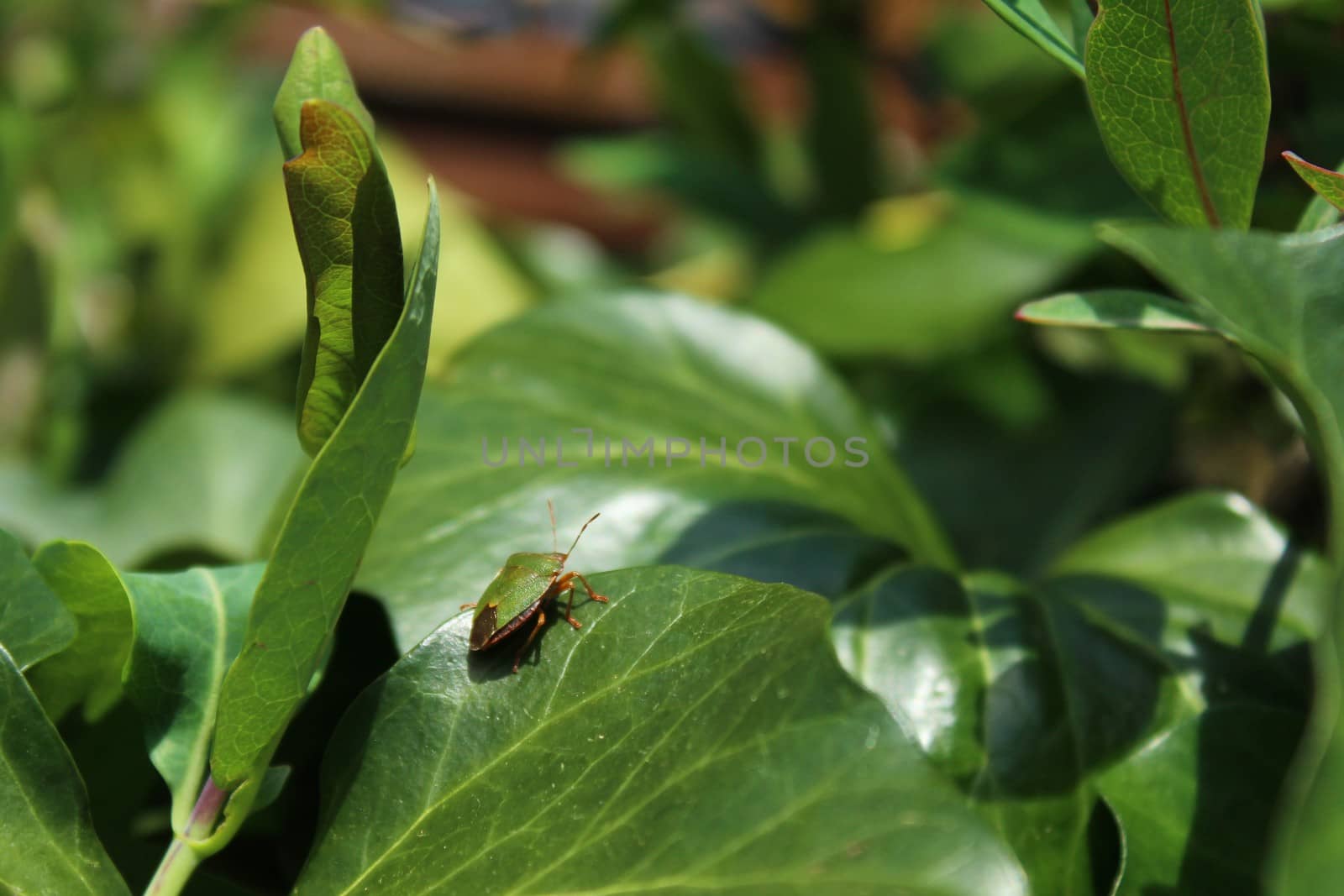 The picture shows a green bug in the garden