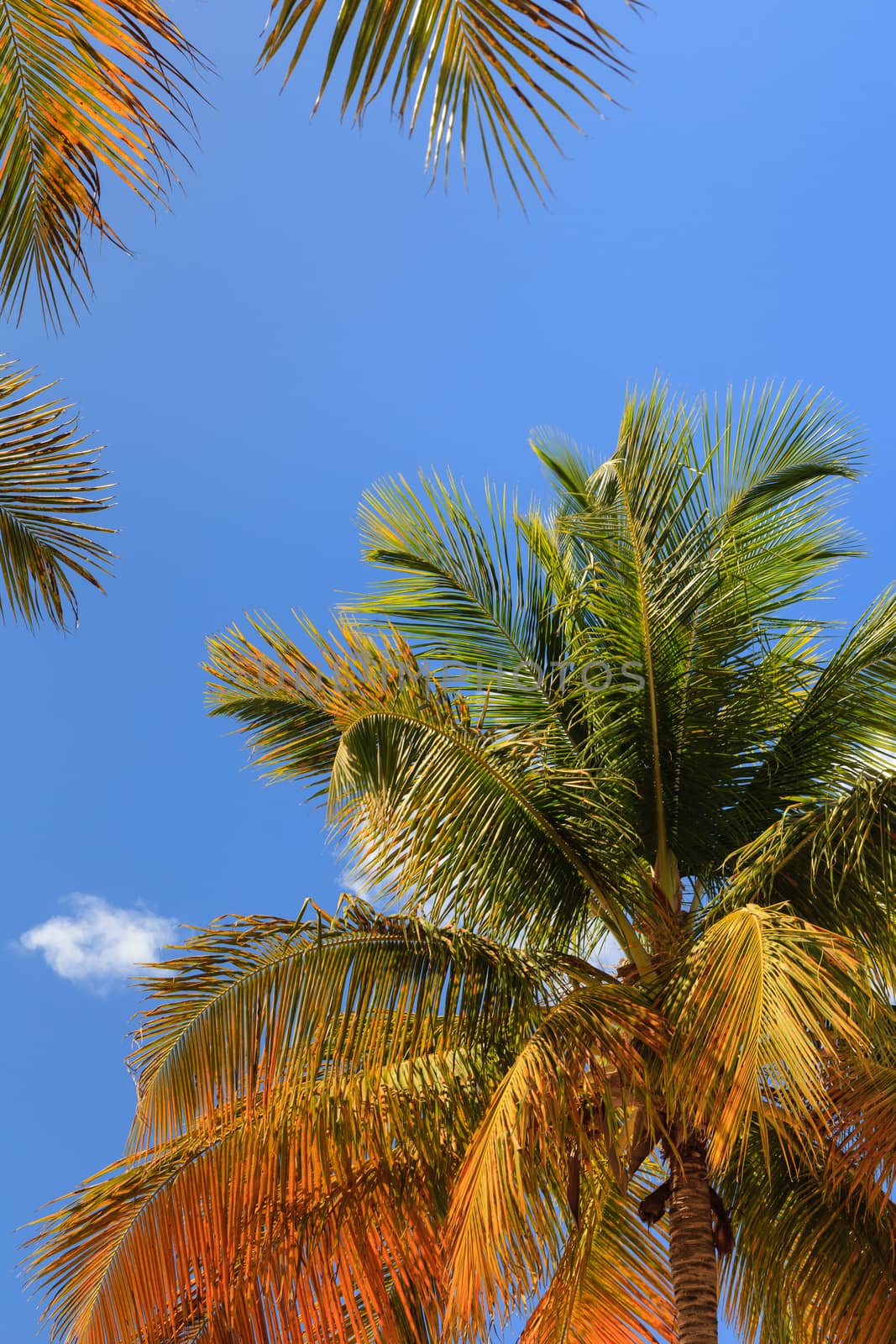 Palm Trees by ATGImages