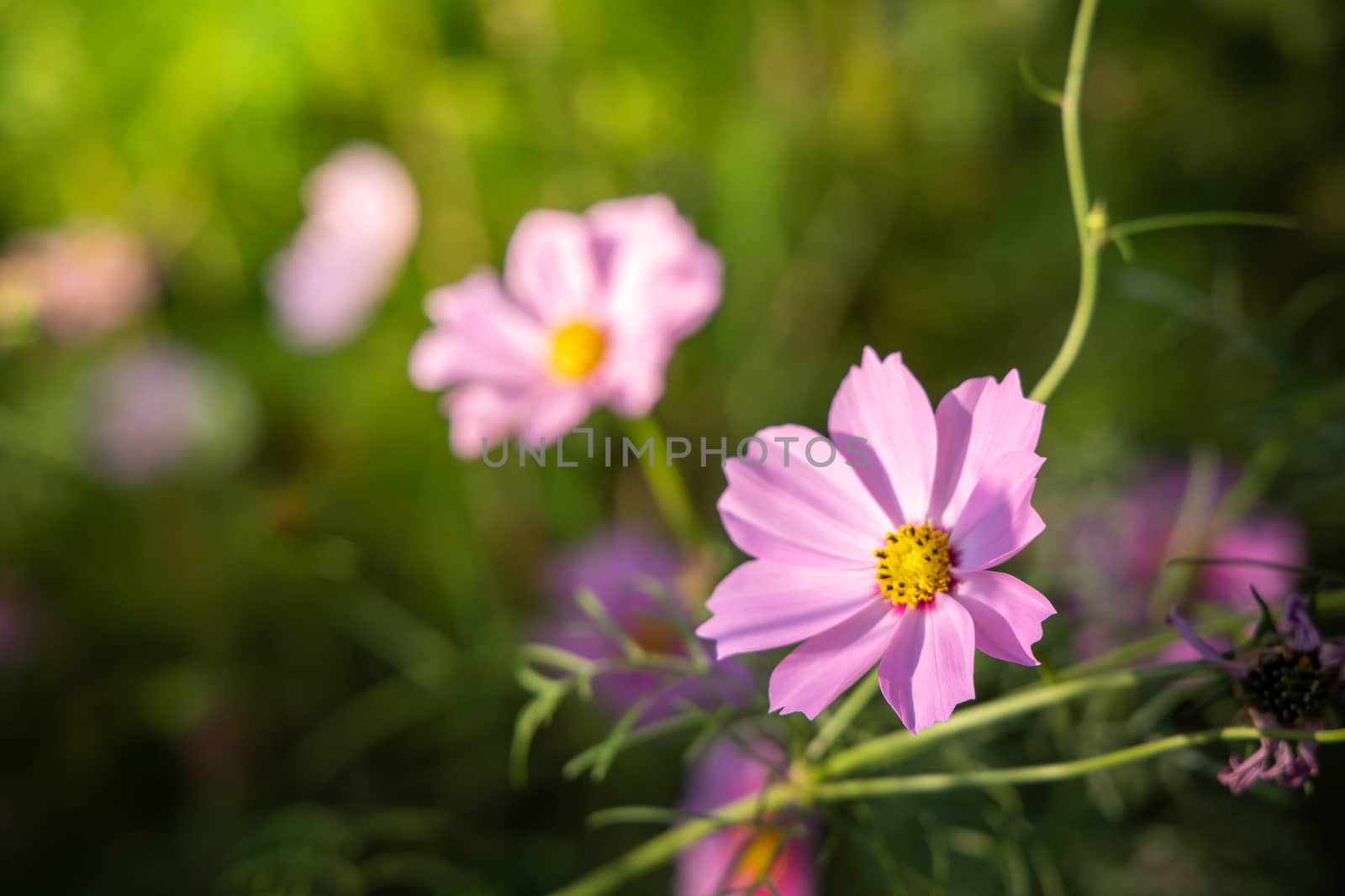  Beautiful Cosmos flowers in garden. Nature background.