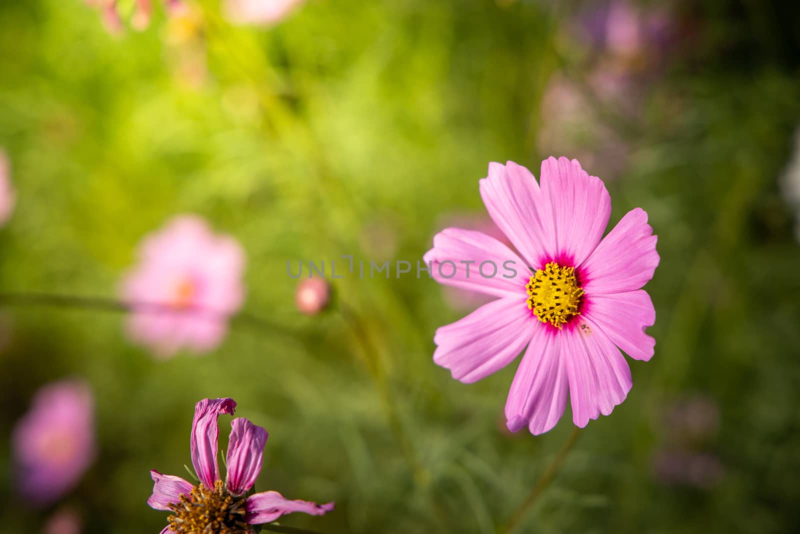  Beautiful Cosmos flowers in garden. Nature background.