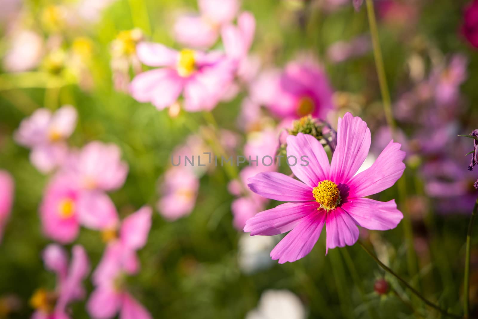  Beautiful Cosmos flowers in garden. Nature background.