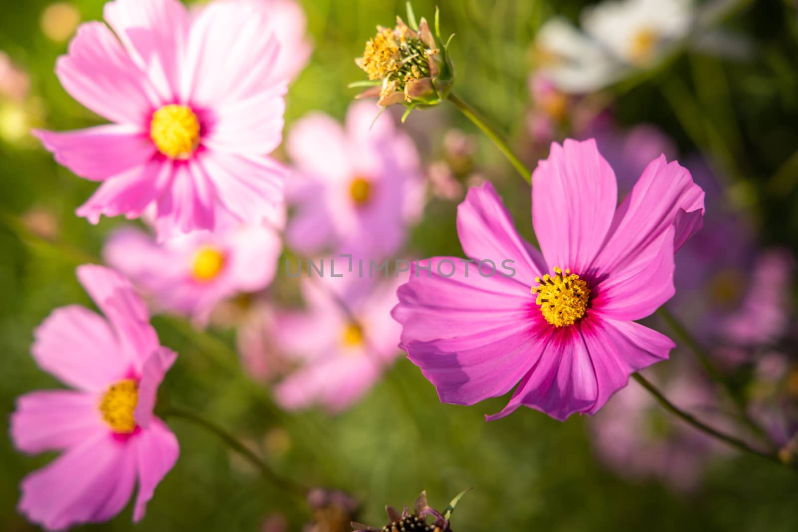  Beautiful Cosmos flowers in garden. Nature background.