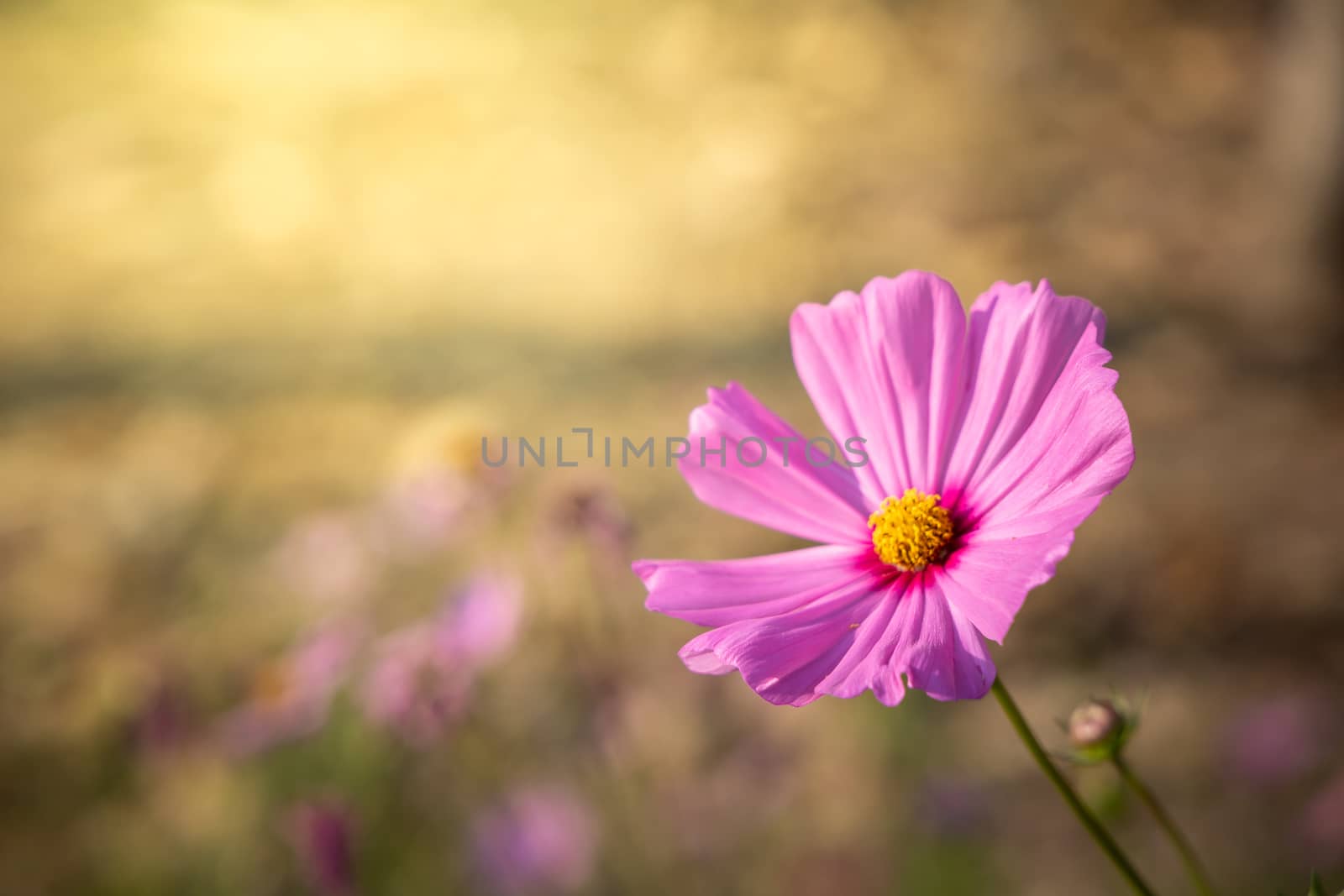  Beautiful Cosmos flowers in garden. Nature background.