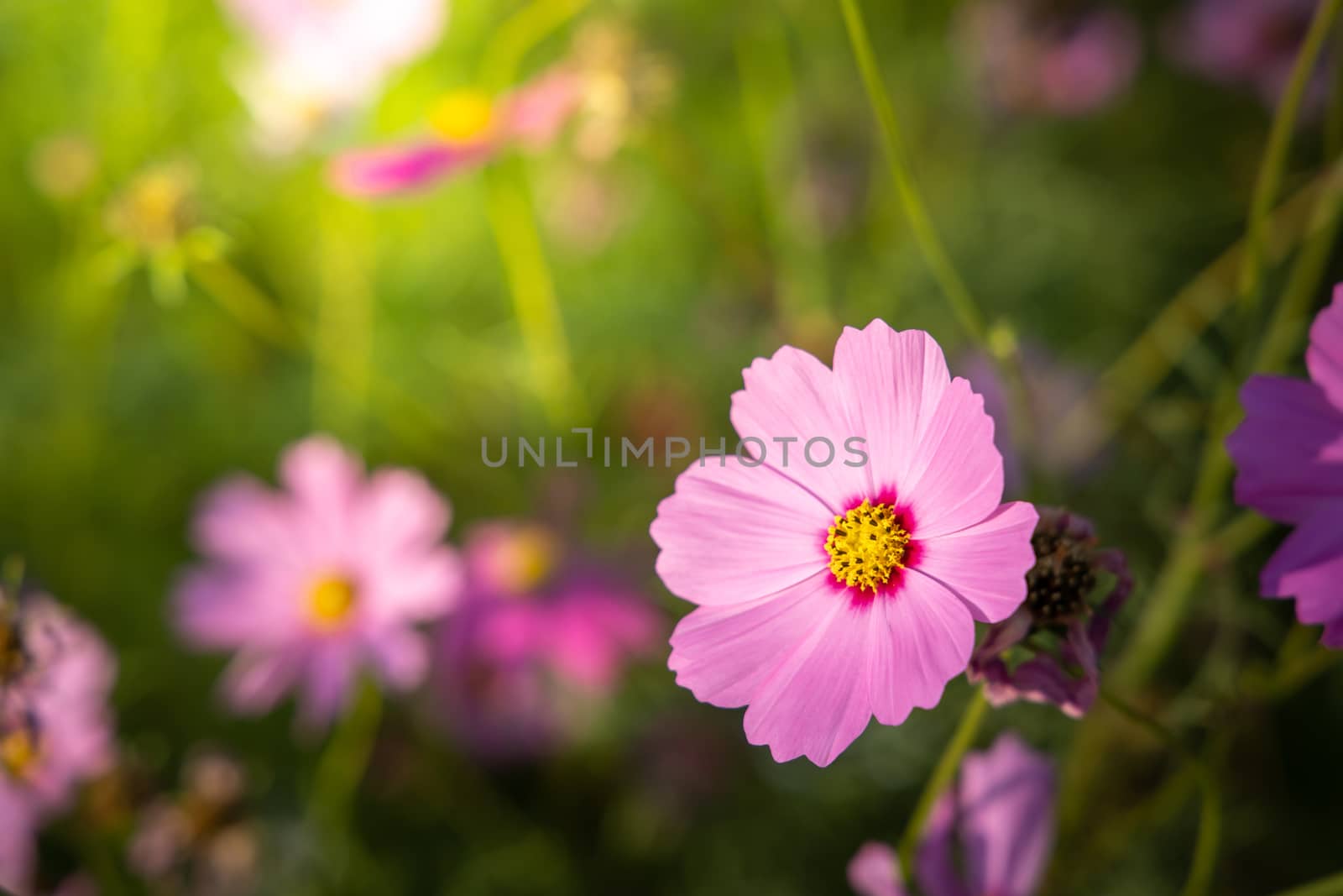  Beautiful Cosmos flowers in garden. Nature background.