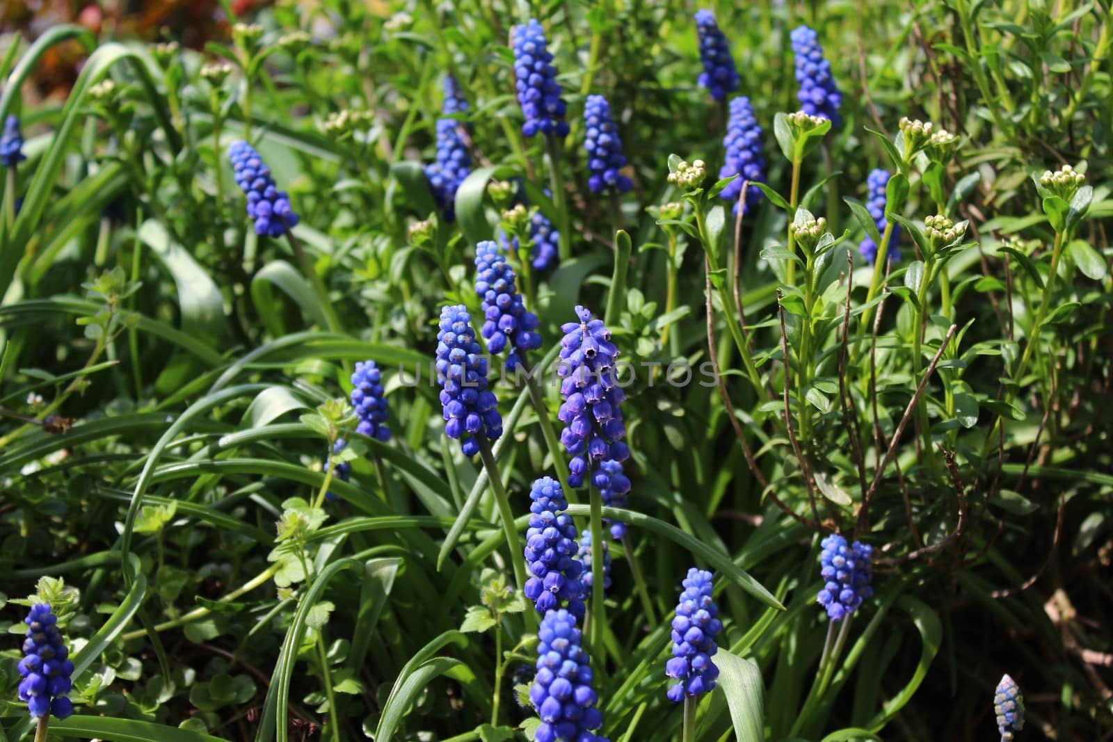 The picture shows a grape hyacinth in the garden