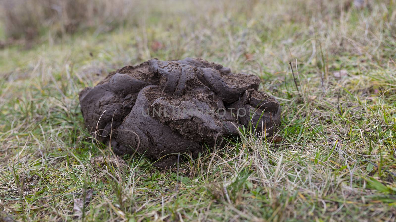 A close up shot of fresh galloway cow manure