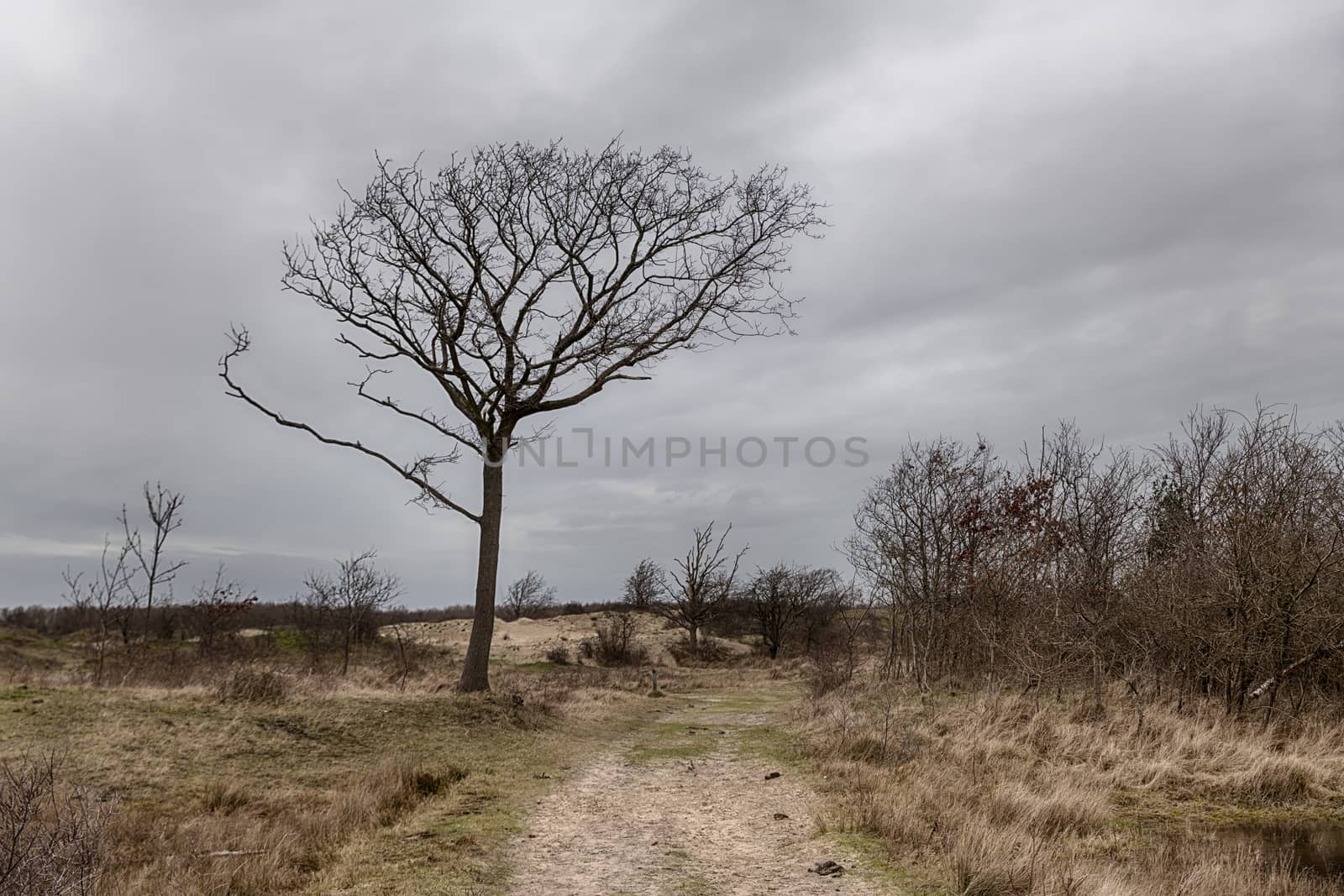single tree in the winter dunes landscape nature of the dune sin Holland with sand and cloudy sky