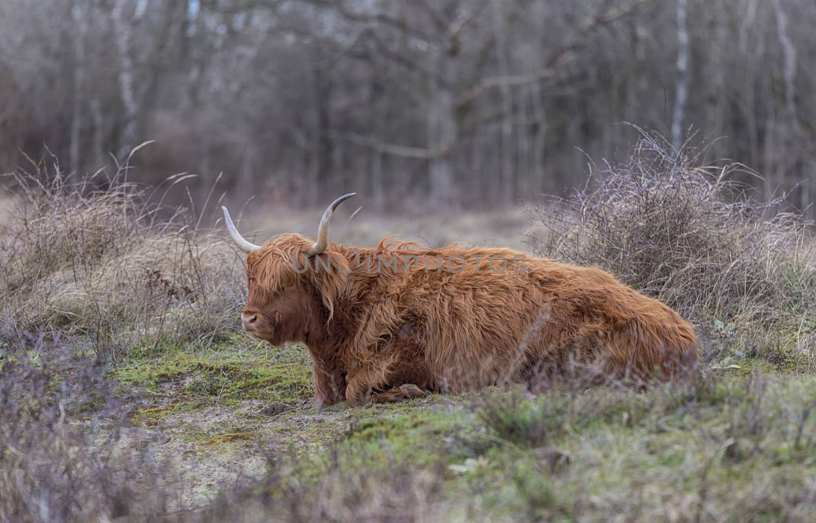 closeup galloway with big horns in the dutch nature