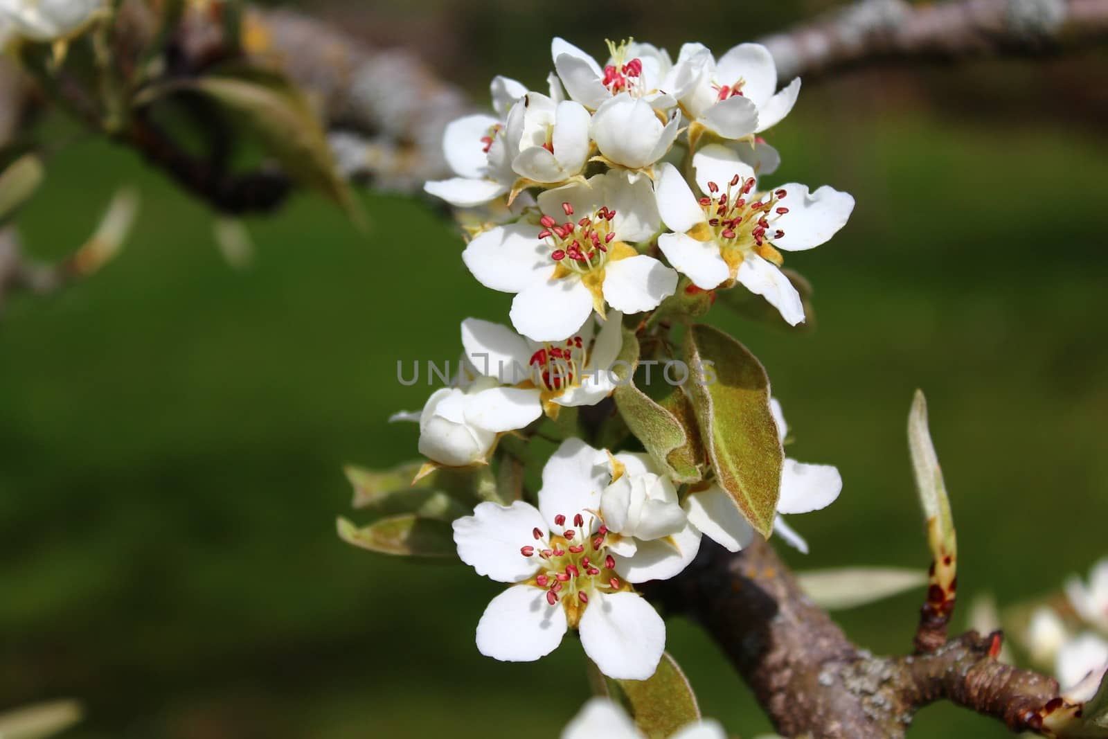 The picture shows blossoms of a pear tree