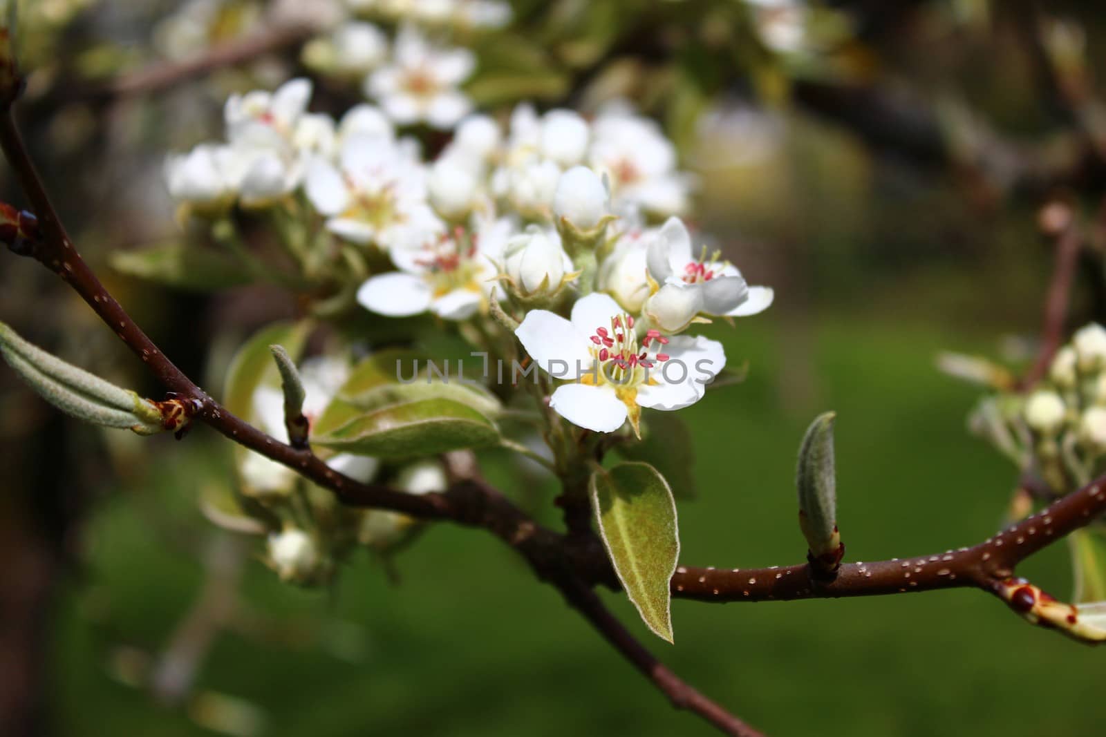 The picture shows blossoms of a pear tree