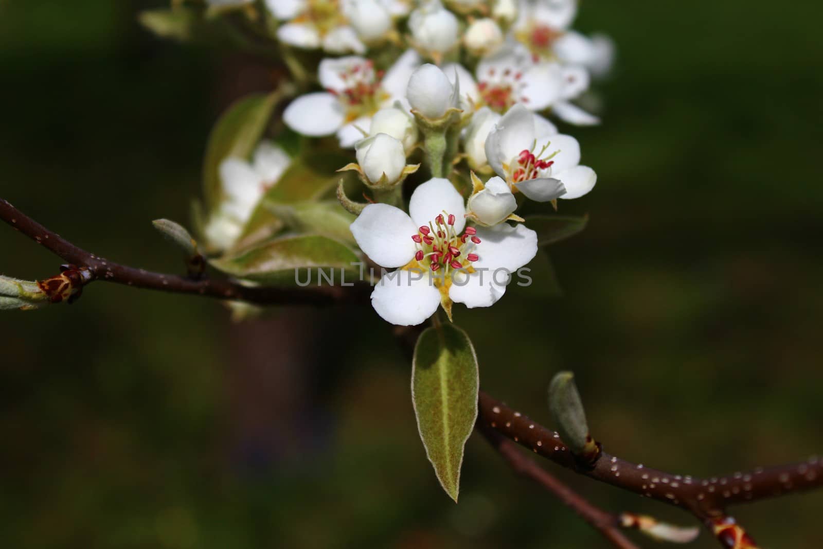 The picure shows blossoms of a pear tree