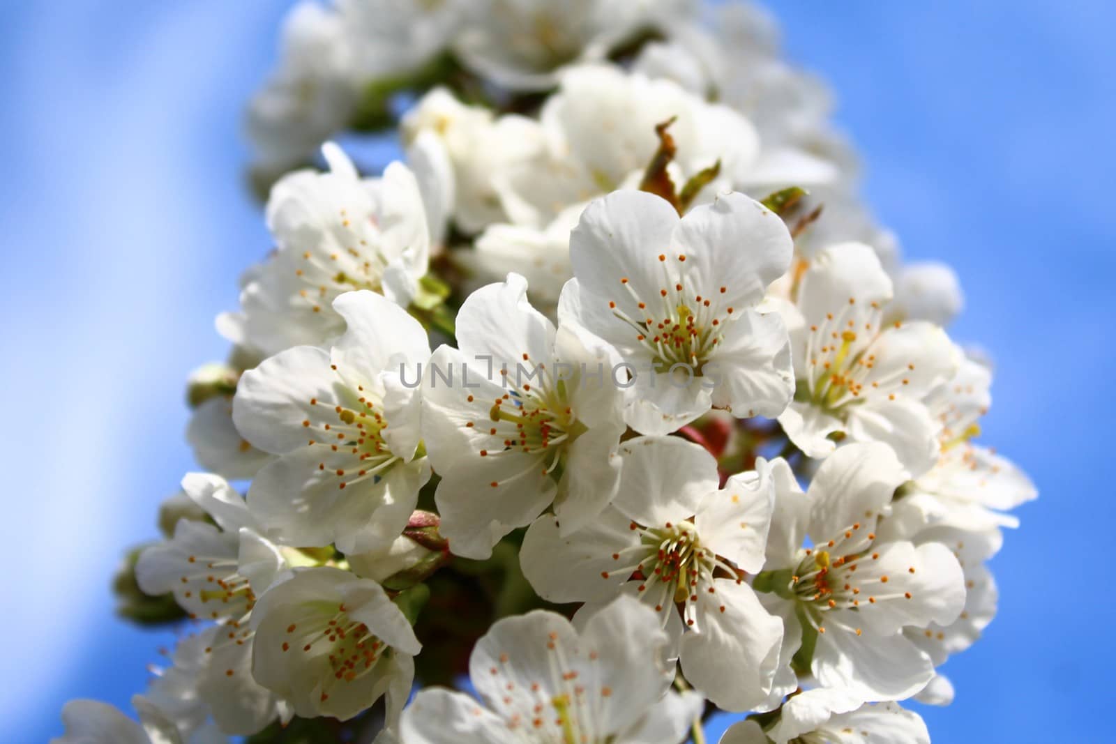 The picture shows cherry blossoms in the spring