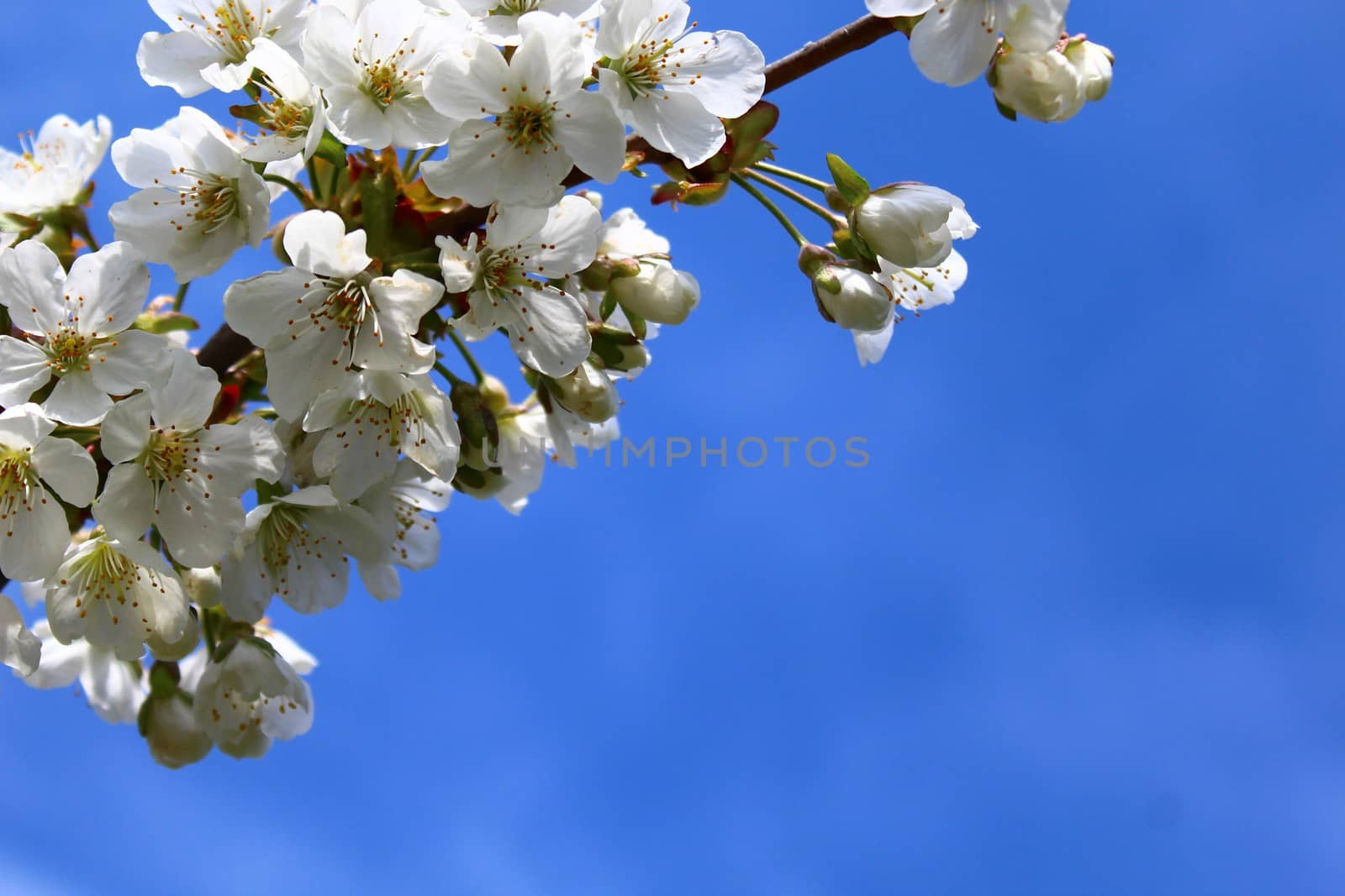 cherry blossoms in the spring by martina_unbehauen