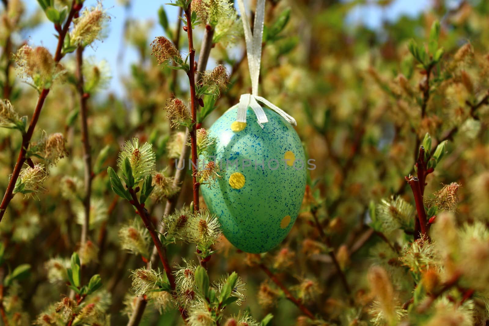 Happy easter greetings with a easteregg in the catkins