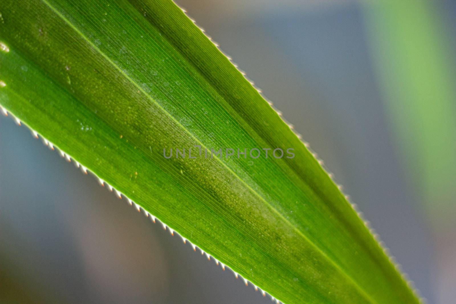 moody forest, moos on wall, green leaf