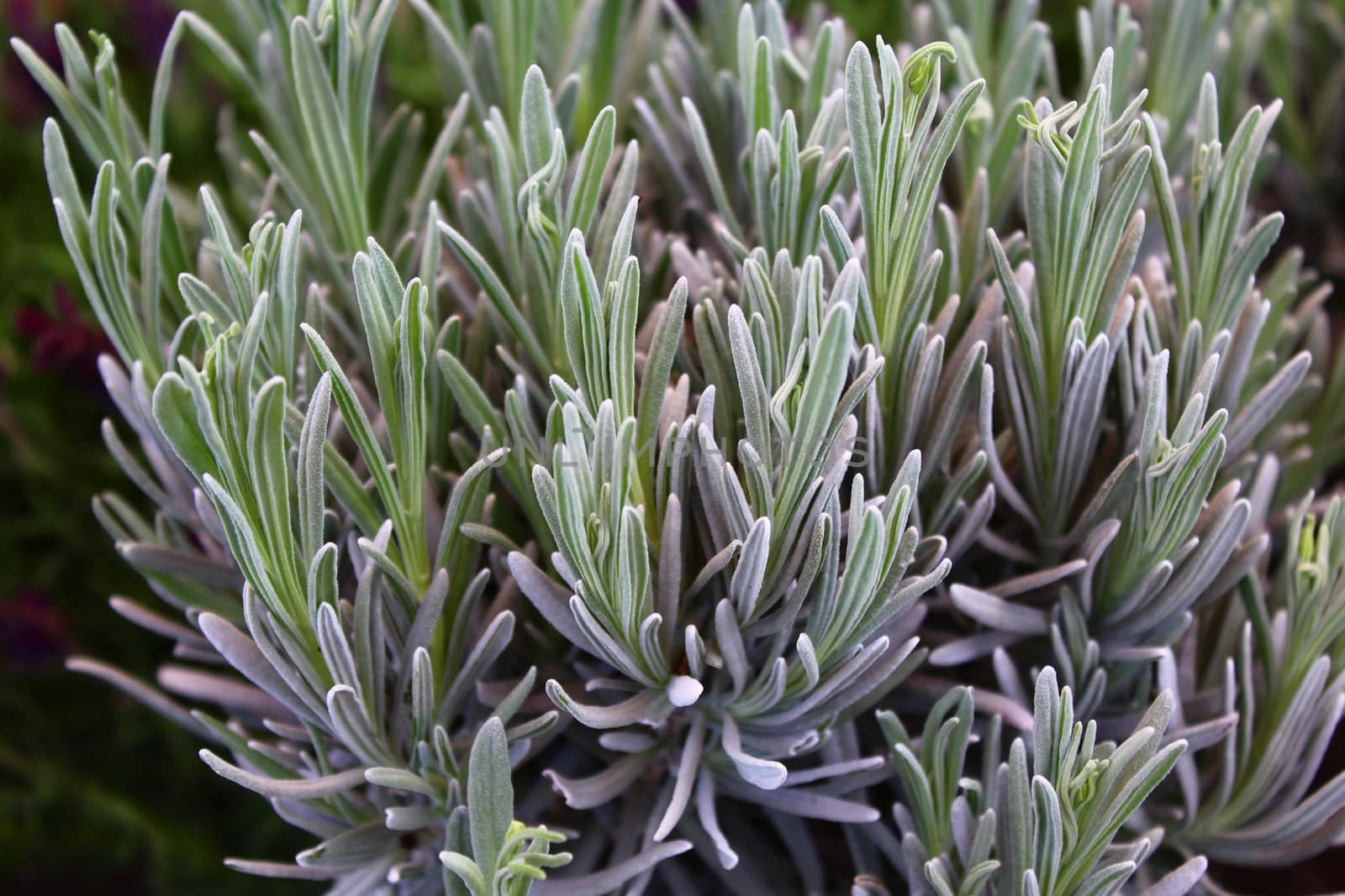 The picture shows rosemary in the garden