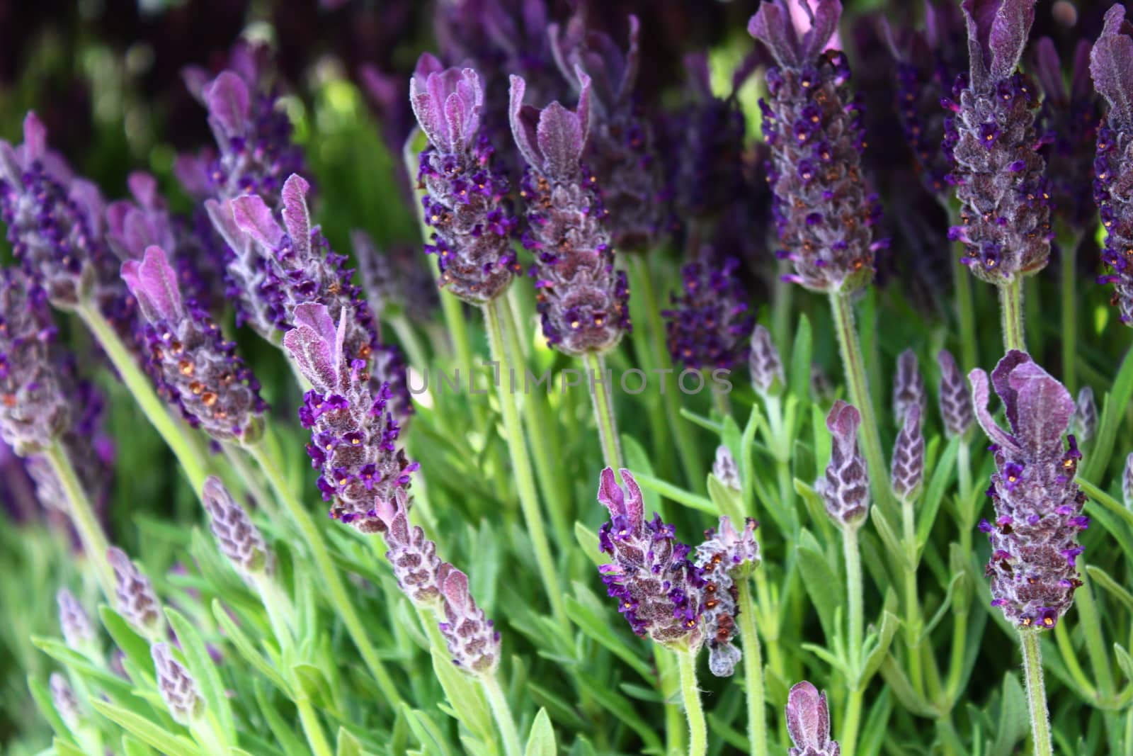 The picture shows blossoming lavender in the summer