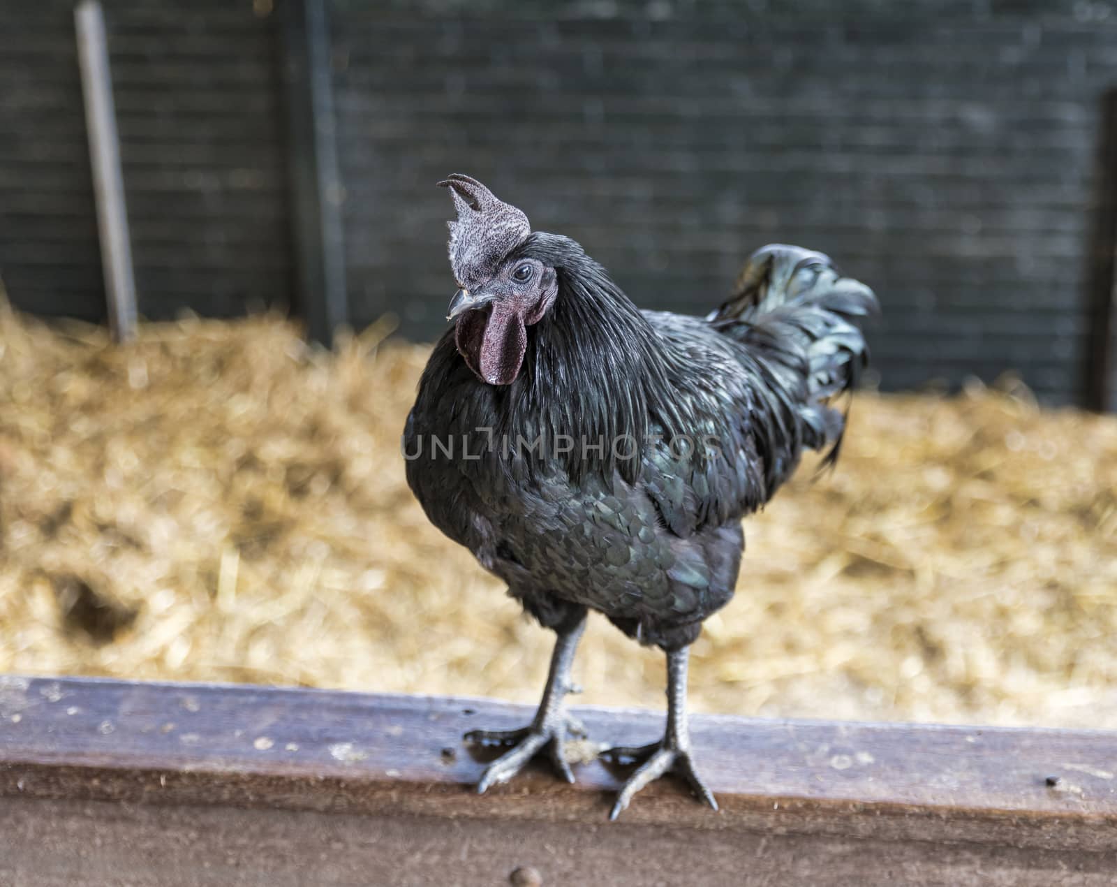  Black rooster, the emblem of Chianti Classico wines, statue in Castellina in Chianti, Tuscany, Italy