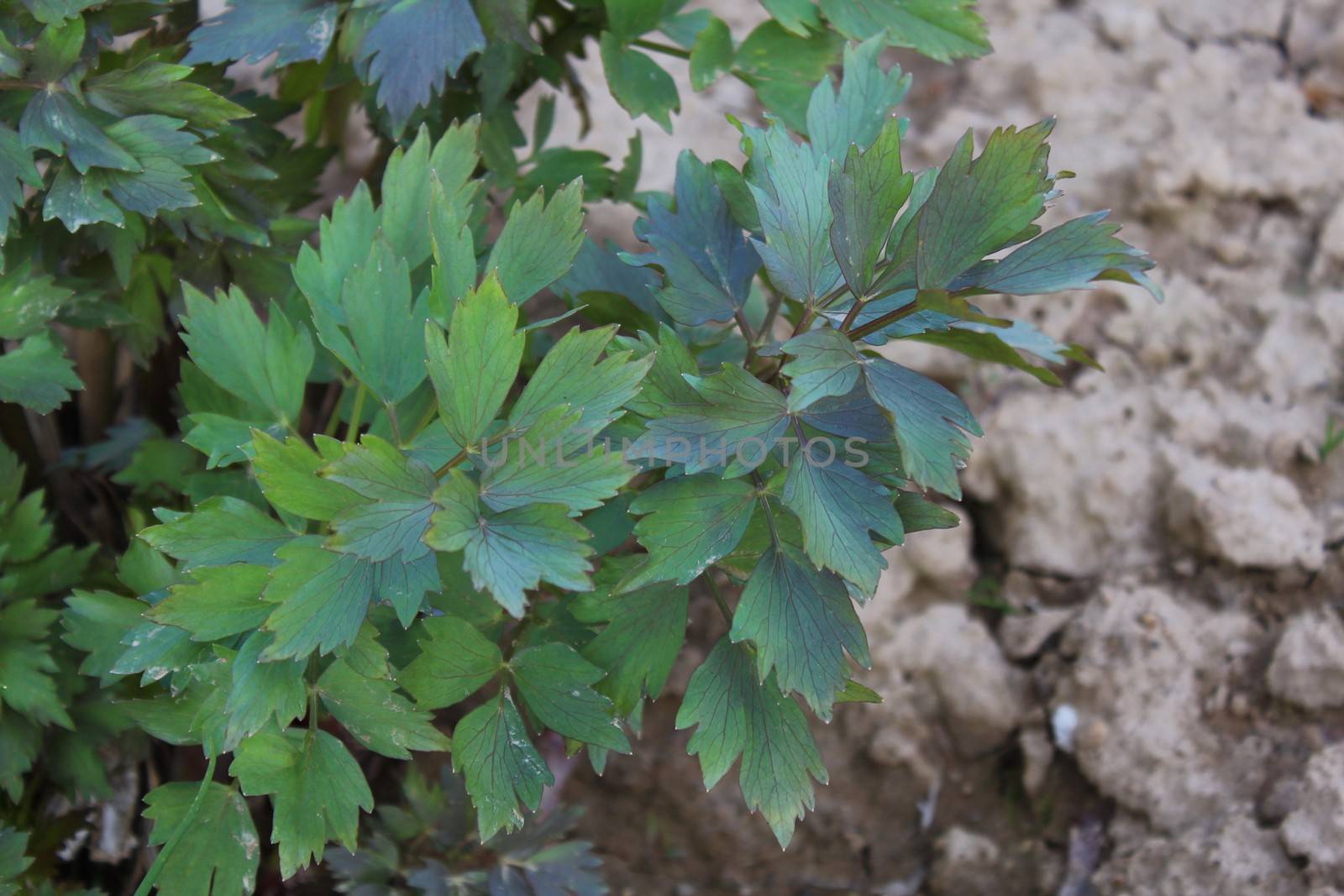 The picture shows lovage in the garden