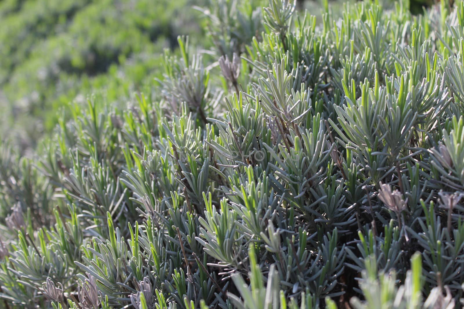 The picture shows aromatic rosemary in the garden