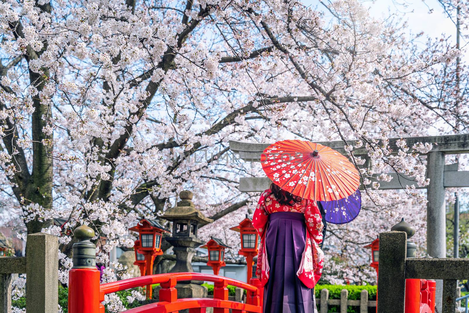 Asian woman wearing japanese traditional kimono and cherry blossom in spring, Kyoto temple in Japan. by gutarphotoghaphy