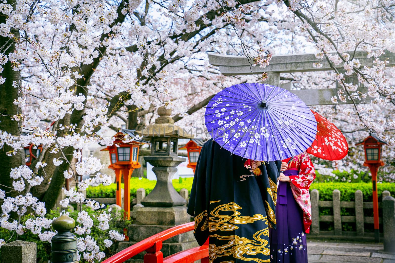 Tourist wearing japanese traditional kimono and cherry blossom in spring, Kyoto temple in Japan.