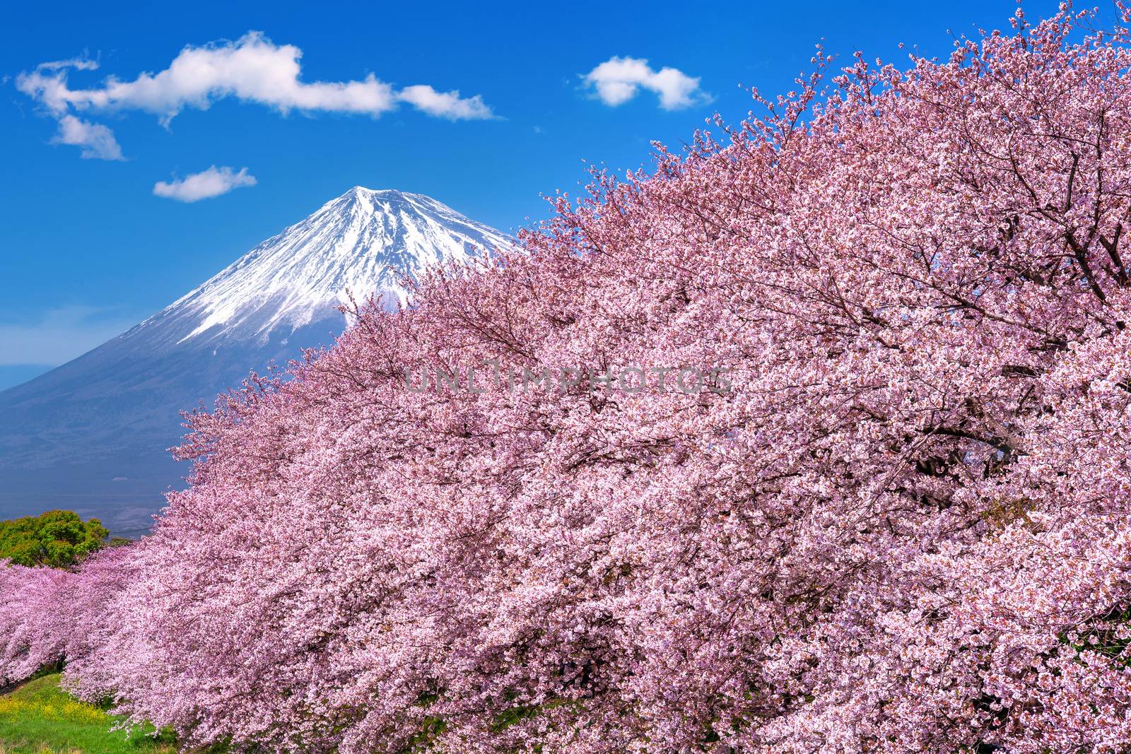 Fuji mountains and  cherry blossoms in spring, Japan.